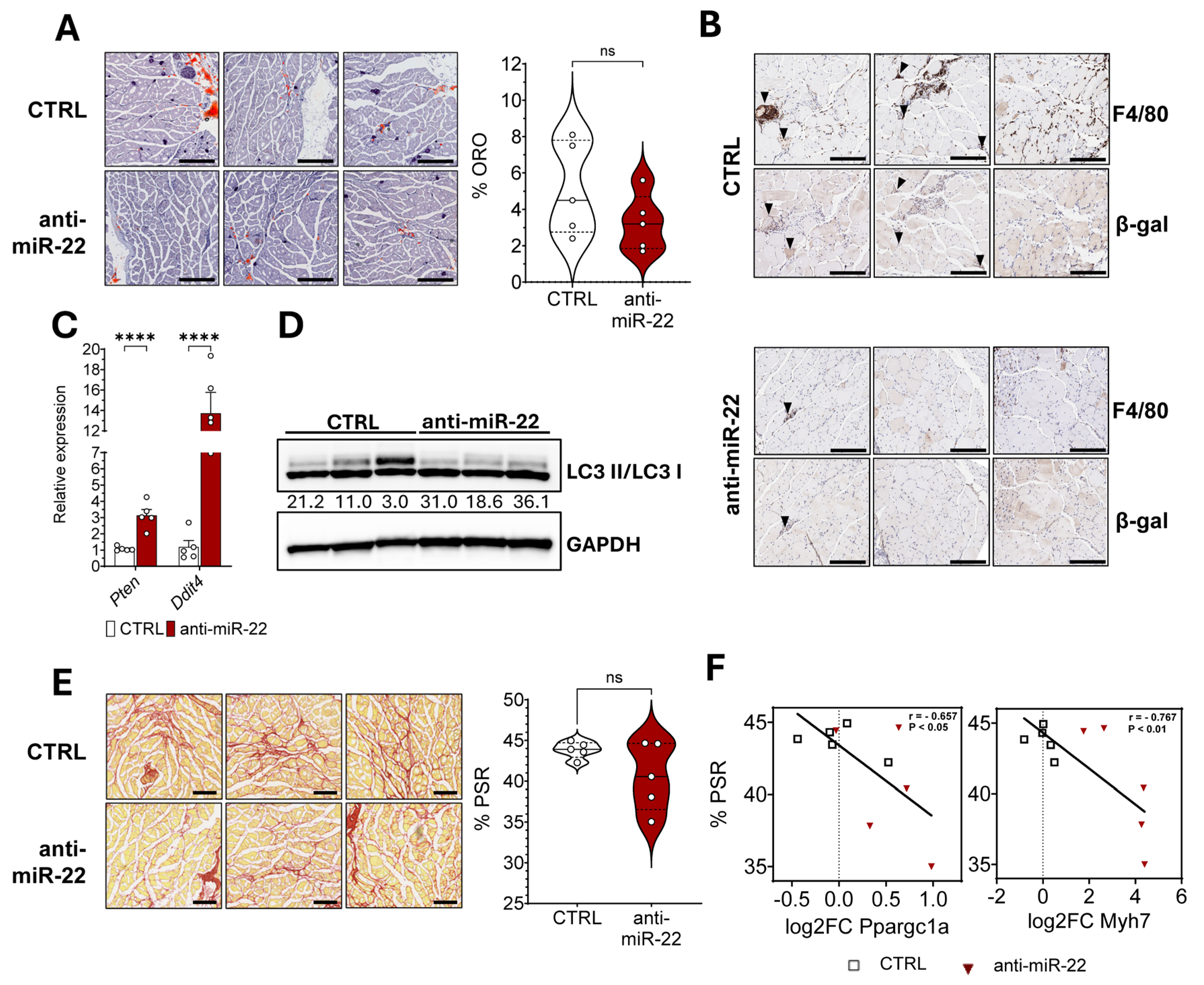 Ijms 26 09900 g004 Ijms 26 09900 g004