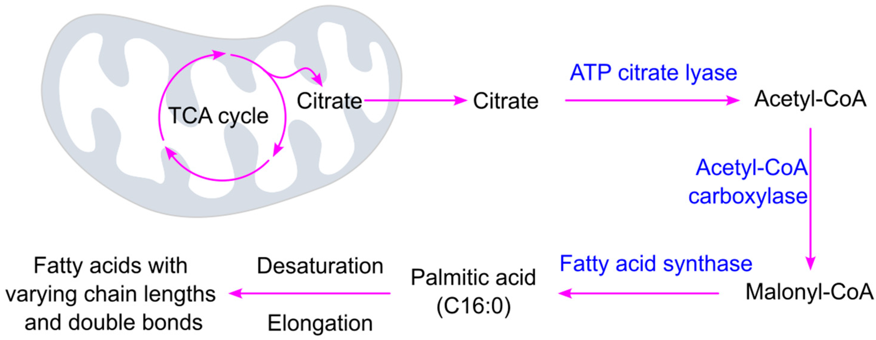 Ijms 26 09910 g003 Ijms 26 09910 g003
