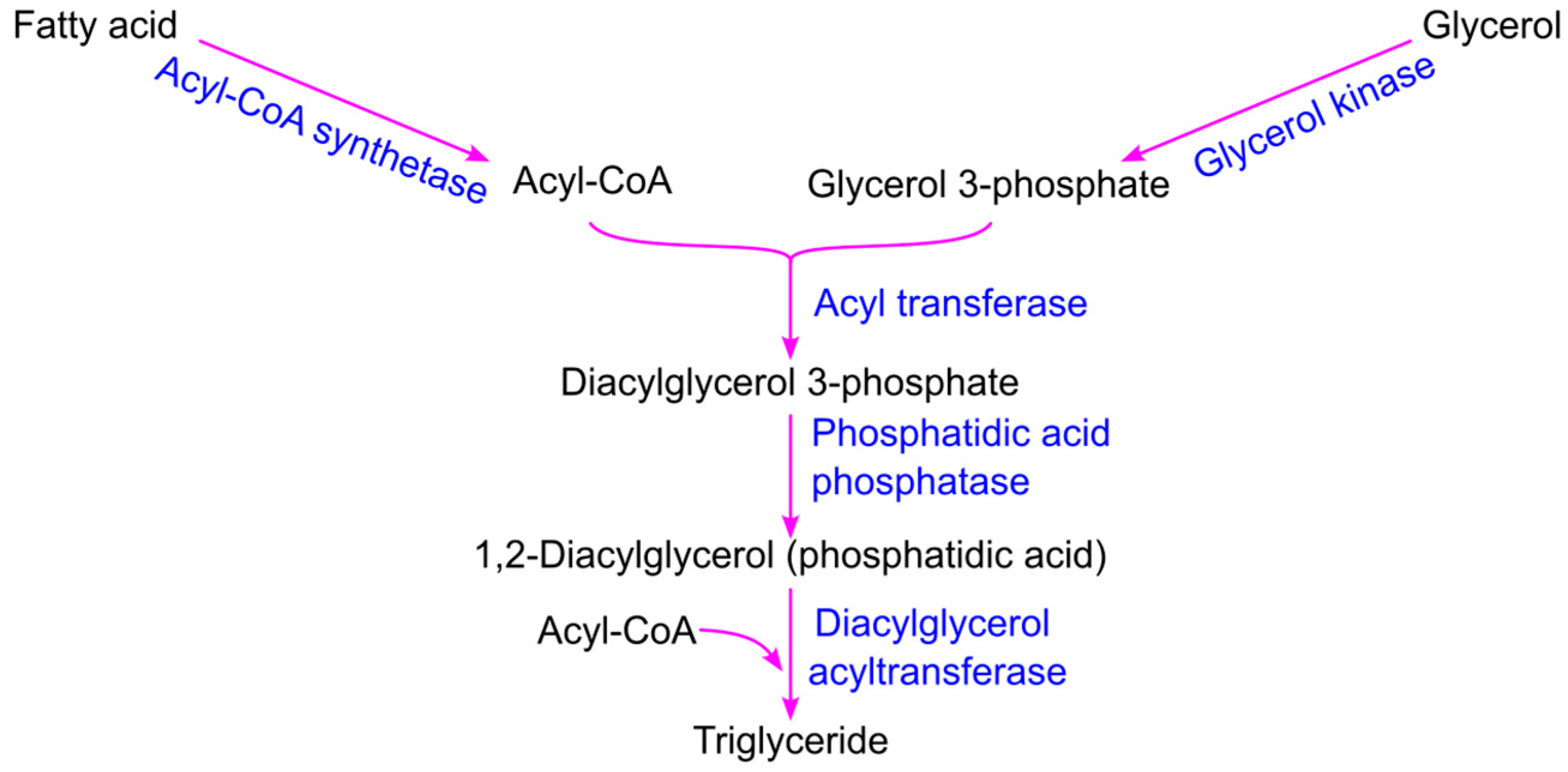 Ijms 26 09910 g007 Ijms 26 09910 g007
