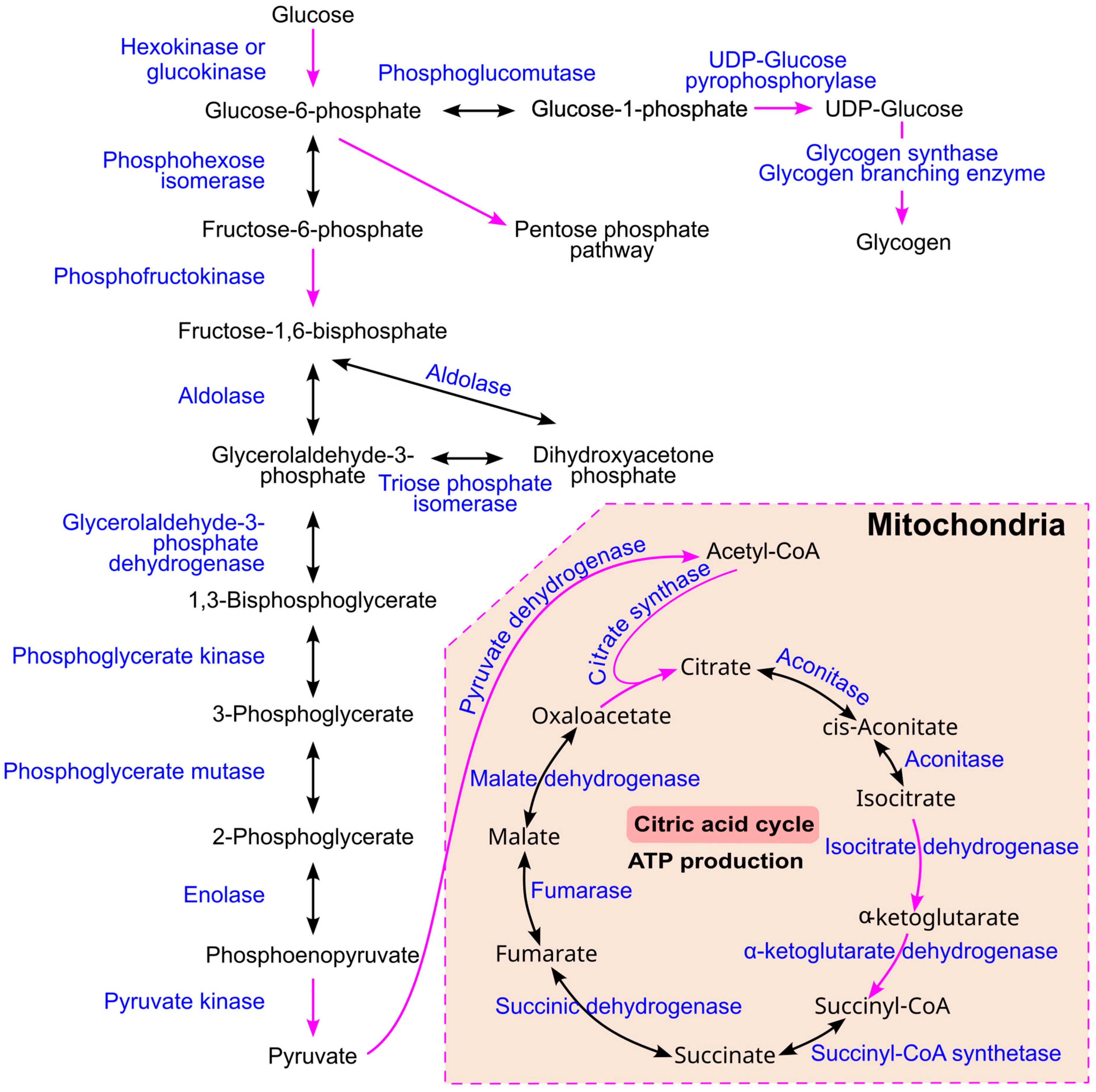 Ijms 26 09910 g009 Ijms 26 09910 g009