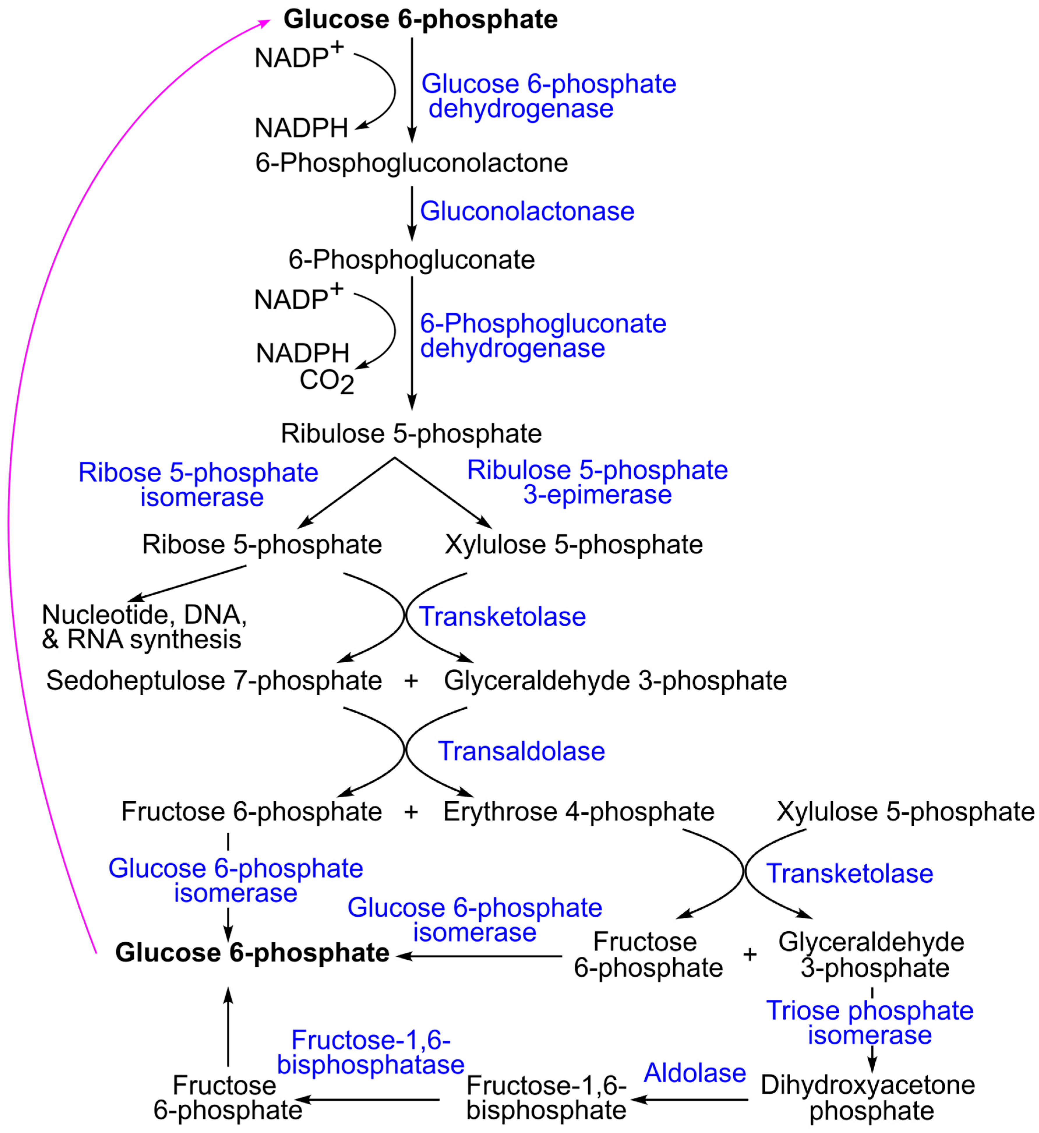 Ijms 26 09910 g010 Ijms 26 09910 g010