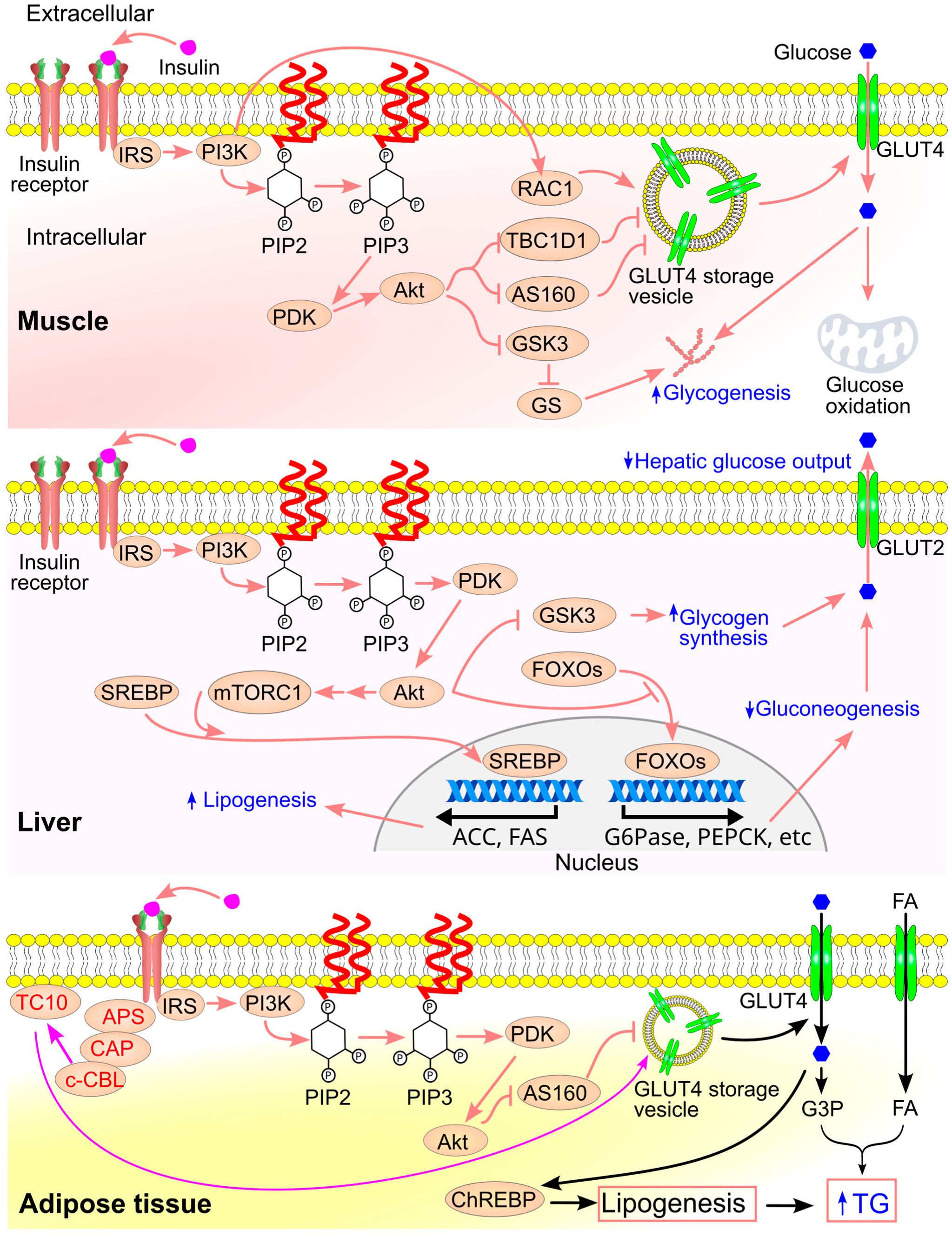Ijms 26 09910 g014 Ijms 26 09910 g014