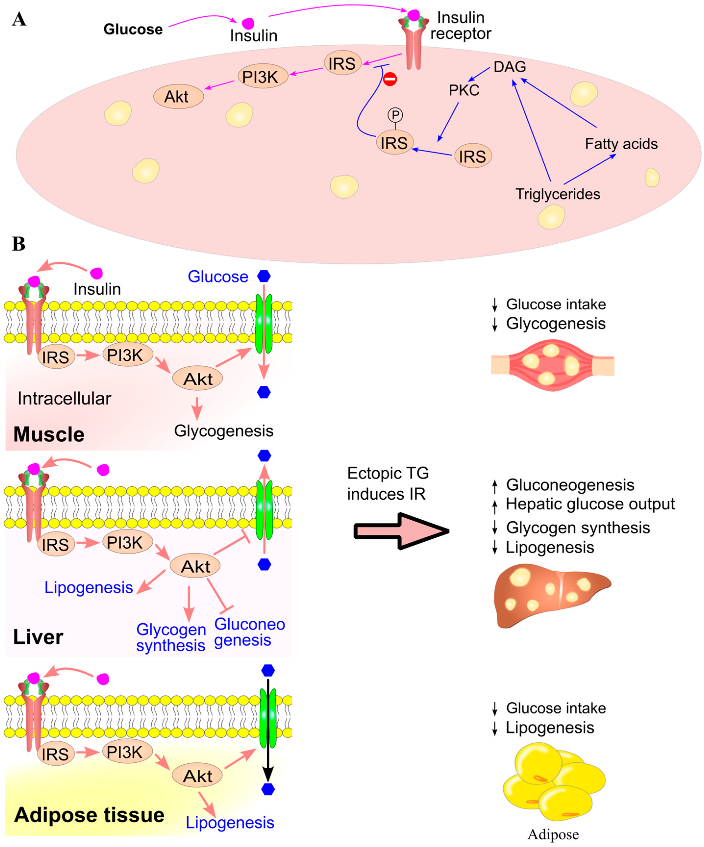 Ijms 26 09910 g016 Ijms 26 09910 g016