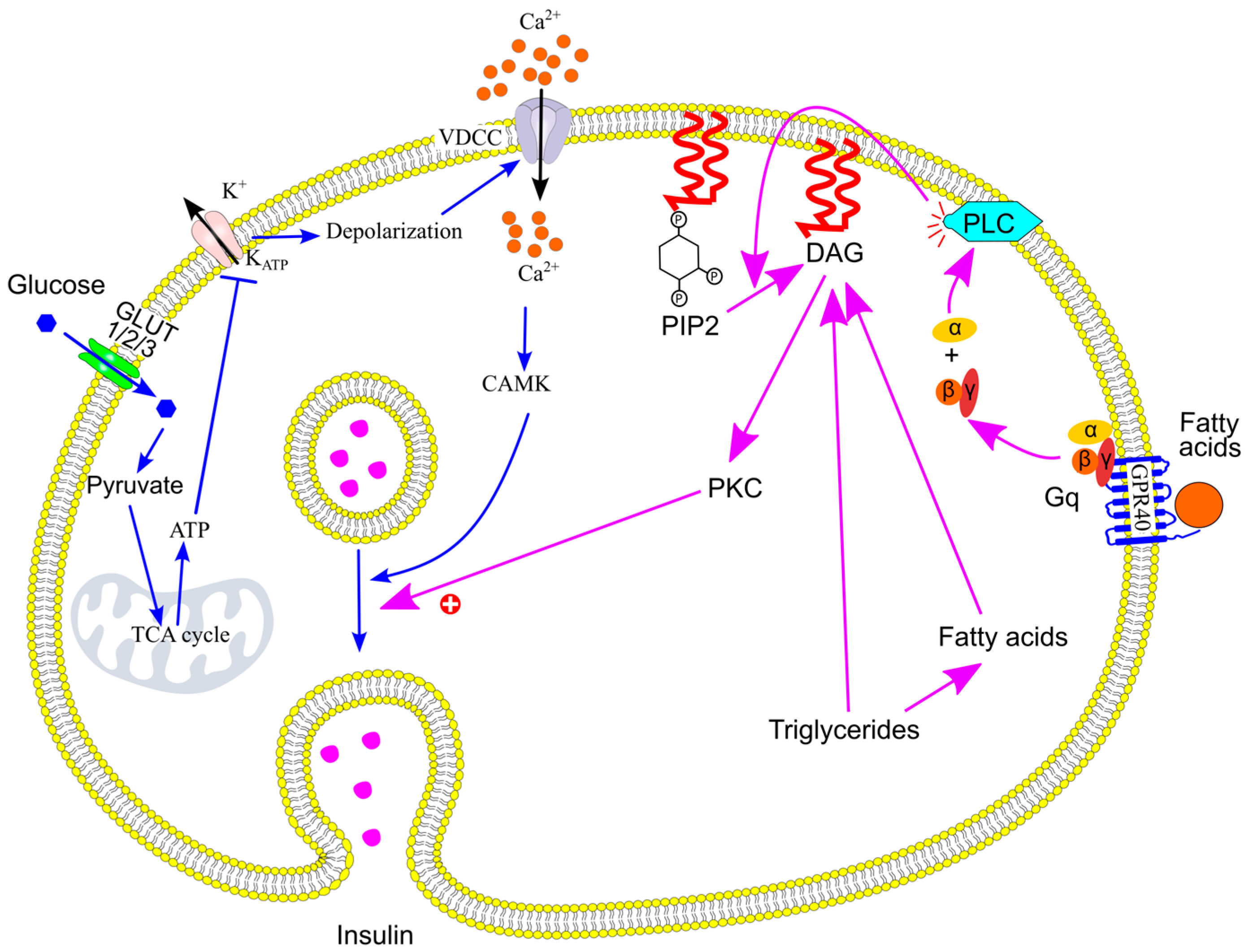 Ijms 26 09910 g017 Ijms 26 09910 g017