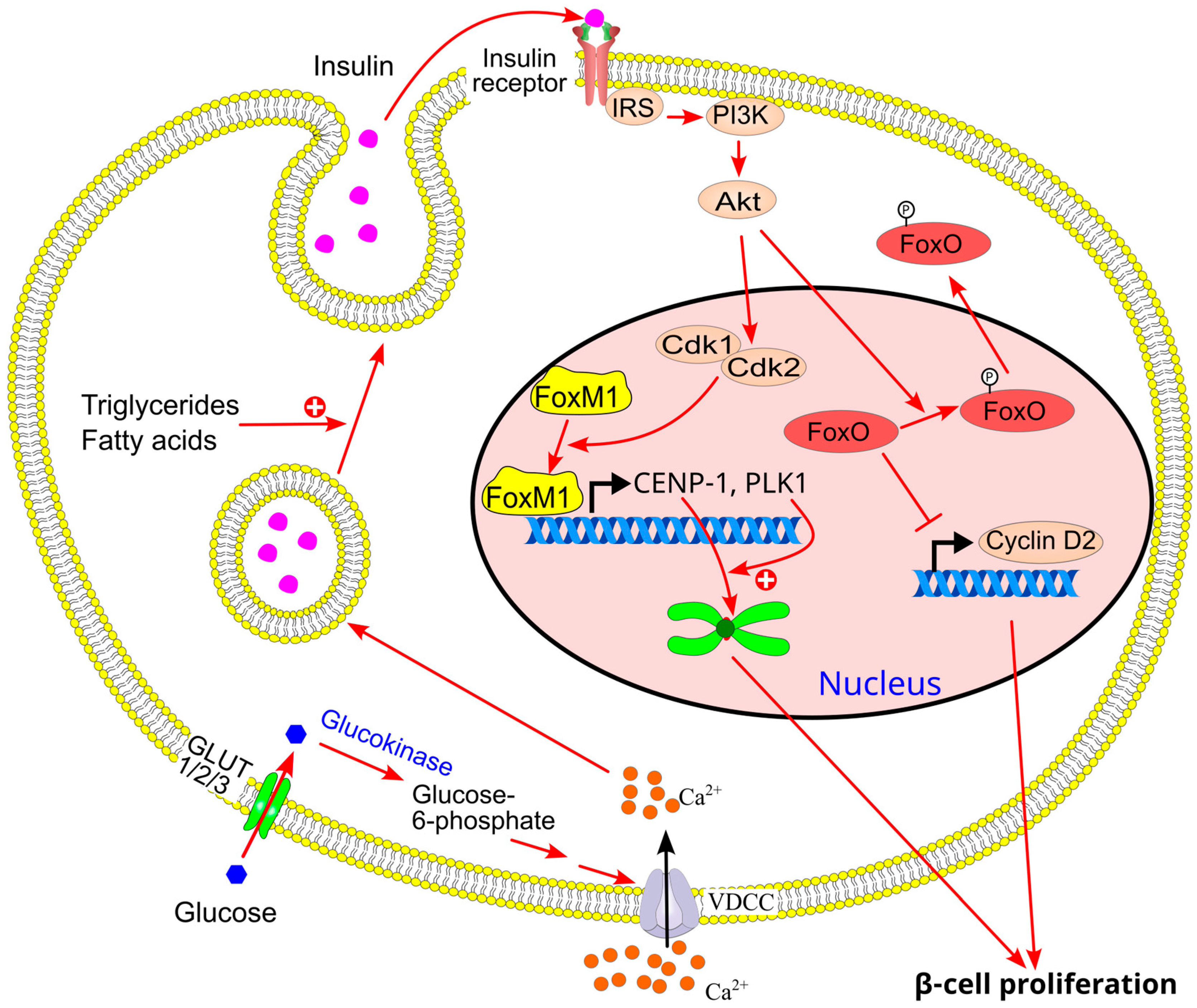 Ijms 26 09910 g018 Ijms 26 09910 g018