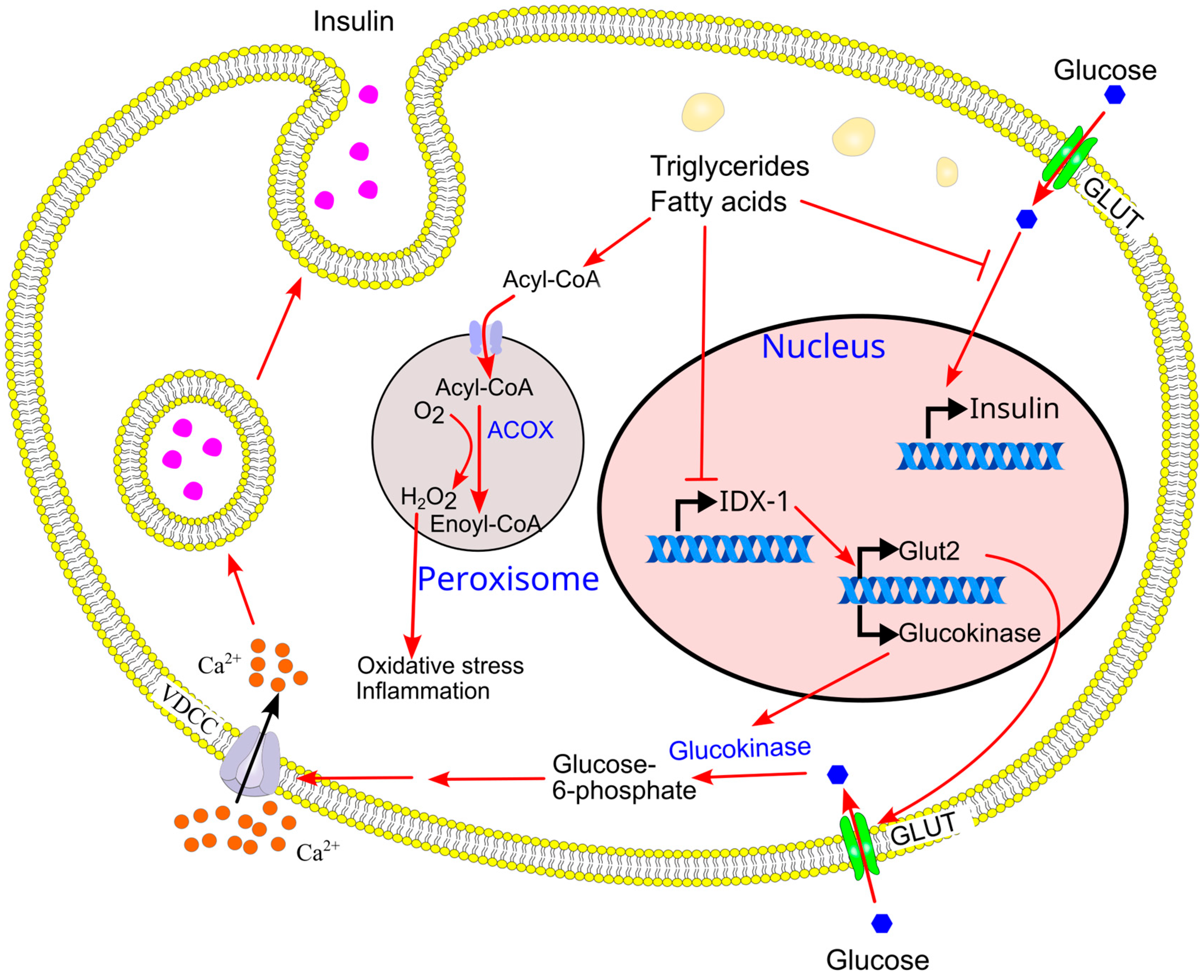 Ijms 26 09910 g019 Ijms 26 09910 g019
