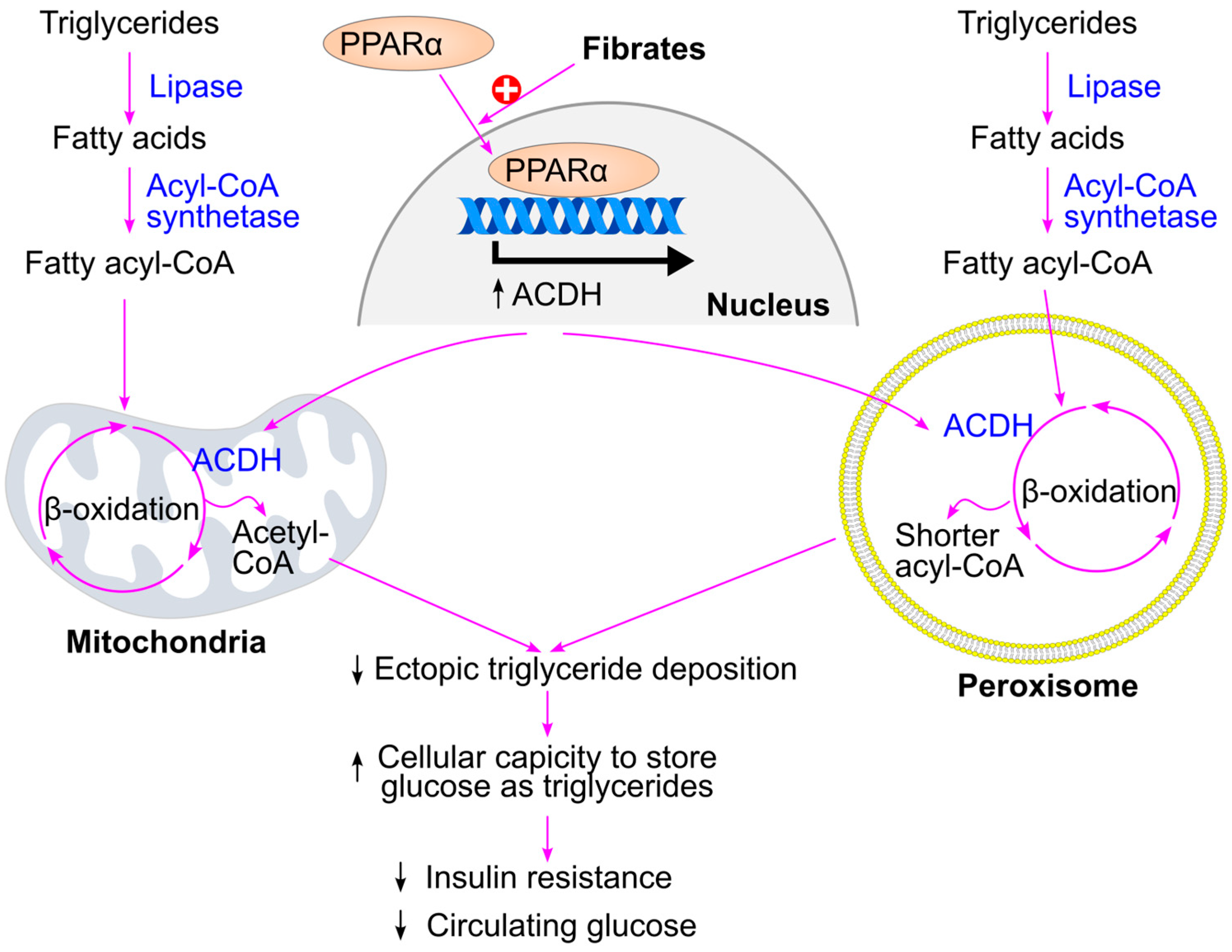 Ijms 26 09910 g025 Ijms 26 09910 g025
