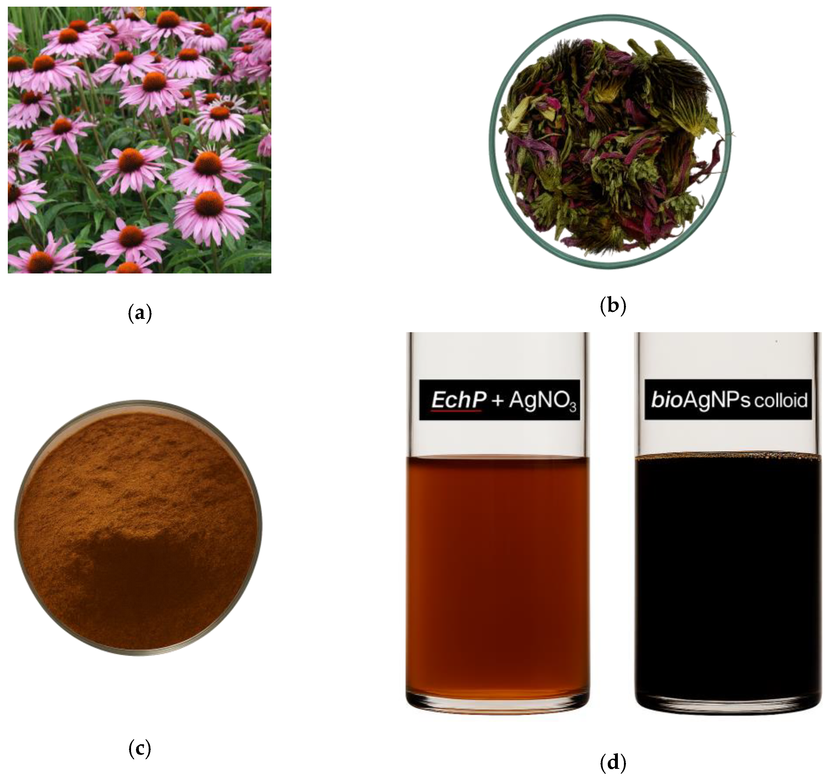 Ijms 26 09919 g003 Ijms 26 09919 g003