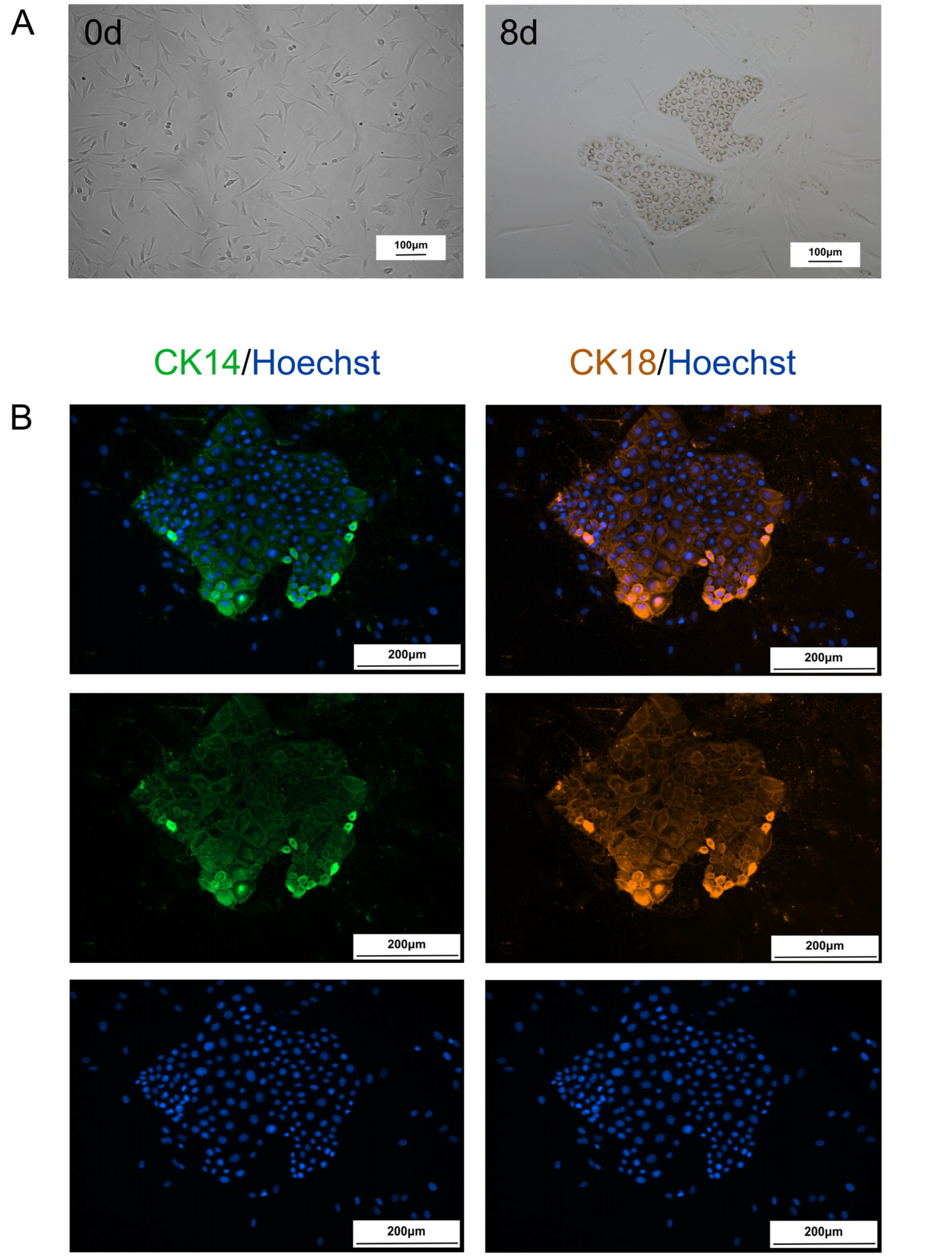 Ijms 26 09929 g001 Ijms 26 09929 g001