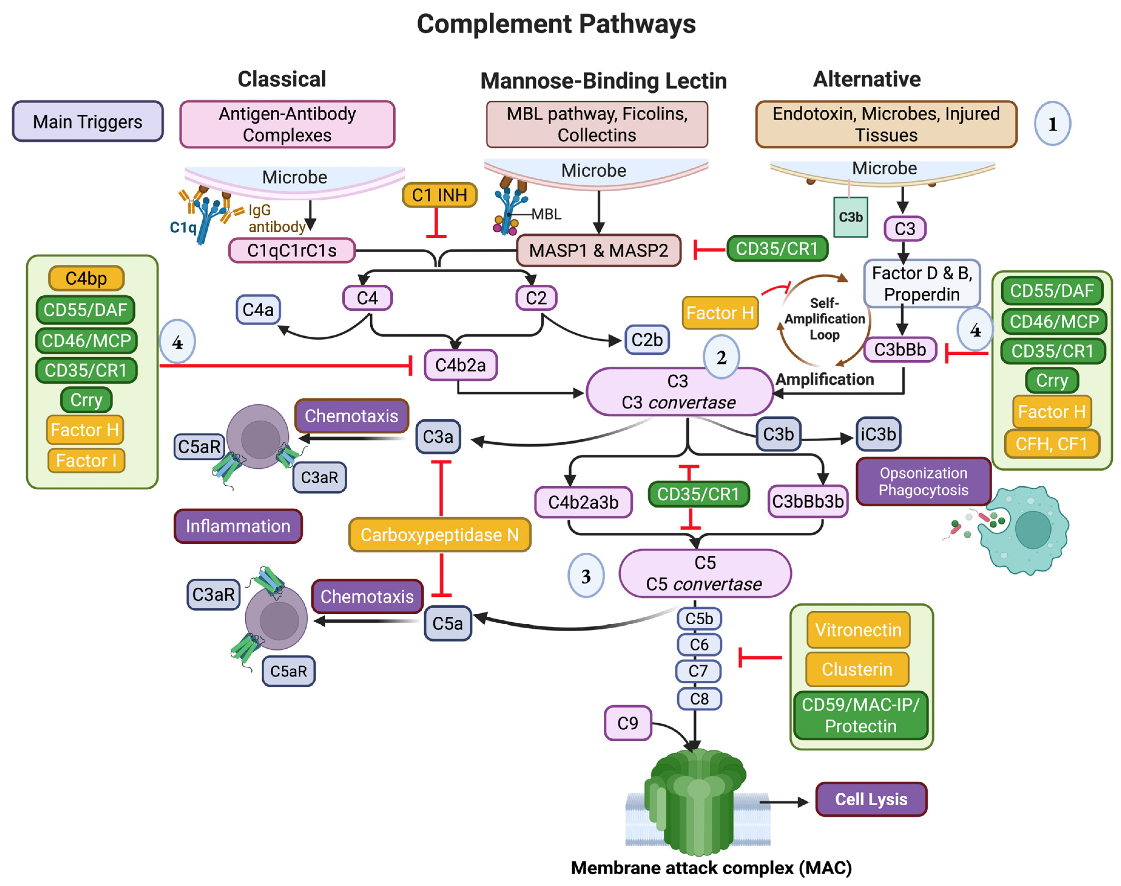 Ijms 26 09931 g002 Ijms 26 09931 g002
