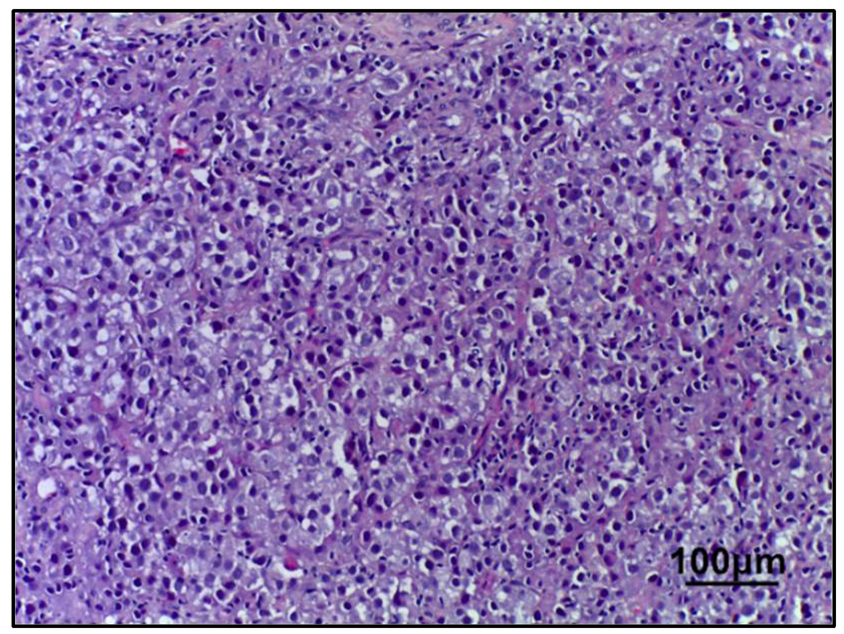 Ijms 26 09947 g001 Ijms 26 09947 g001