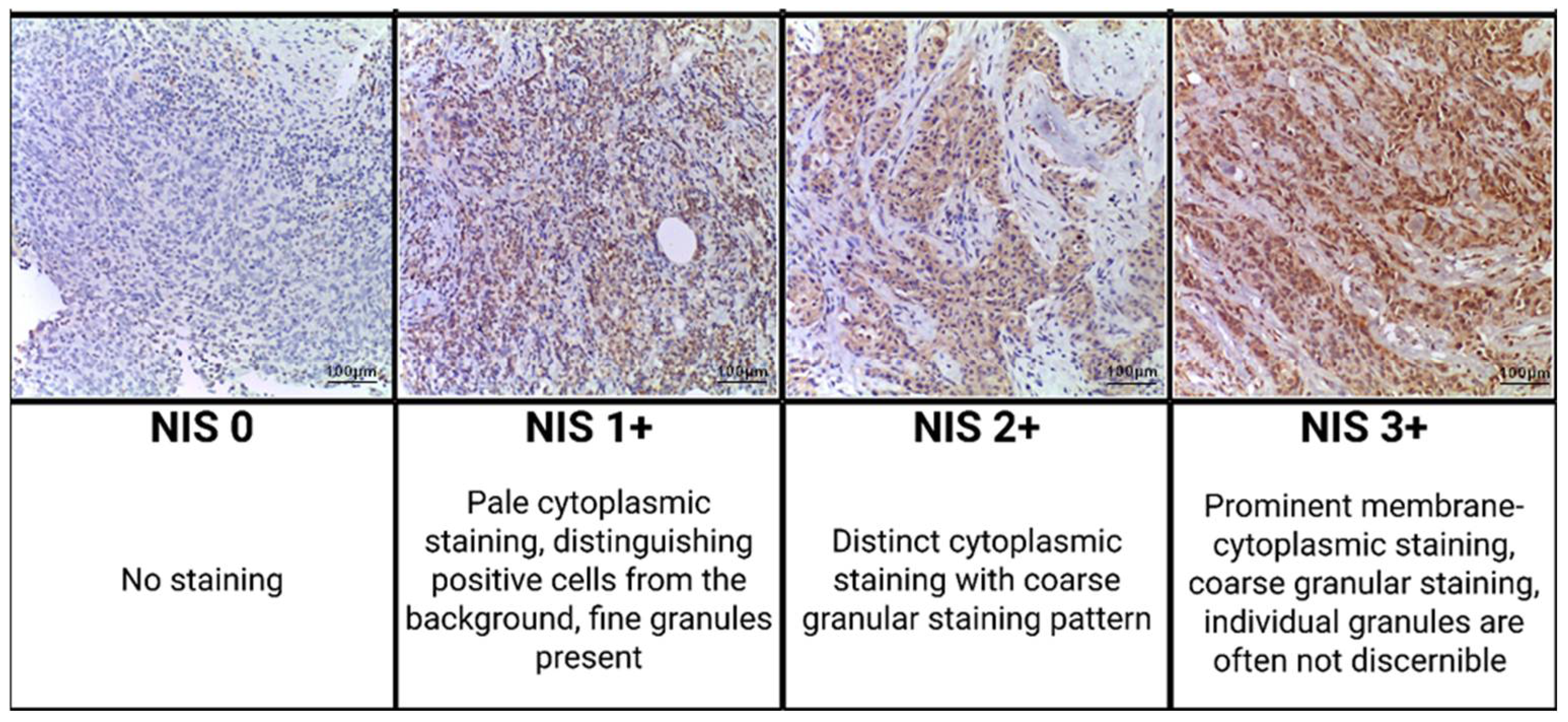 Ijms 26 09947 g003 Ijms 26 09947 g003