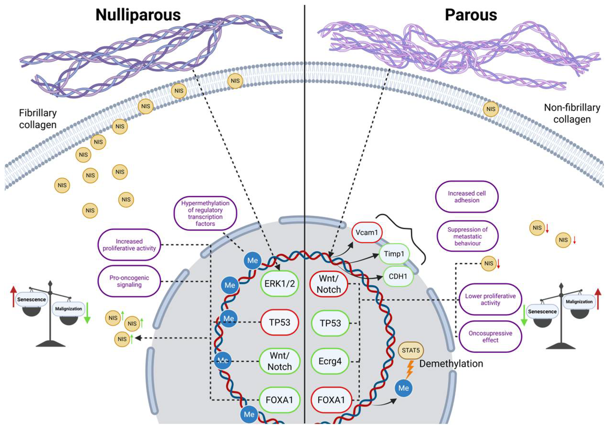 Ijms 26 09947 g006 Ijms 26 09947 g006