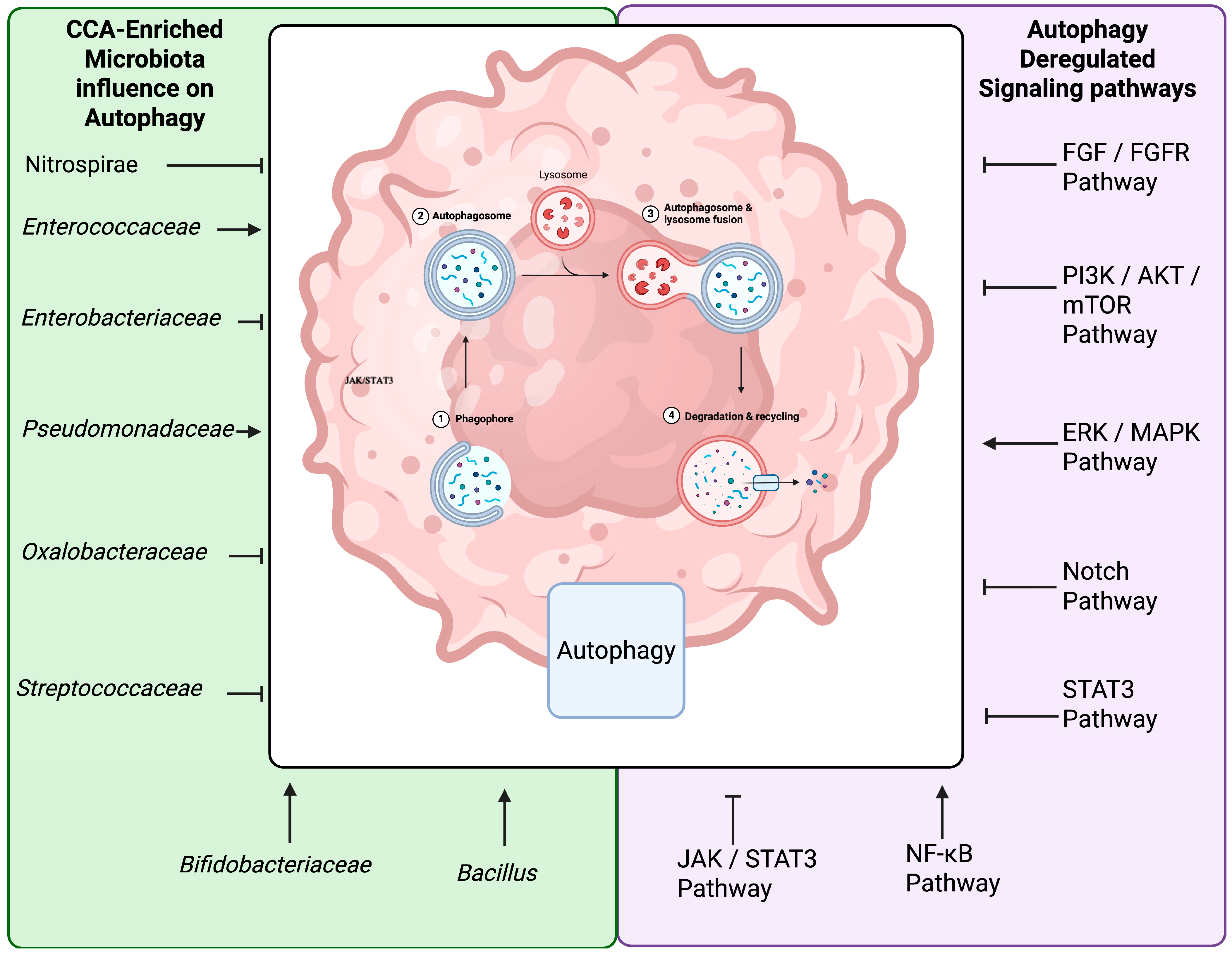 Ijms 26 09949 g002 Ijms 26 09949 g002