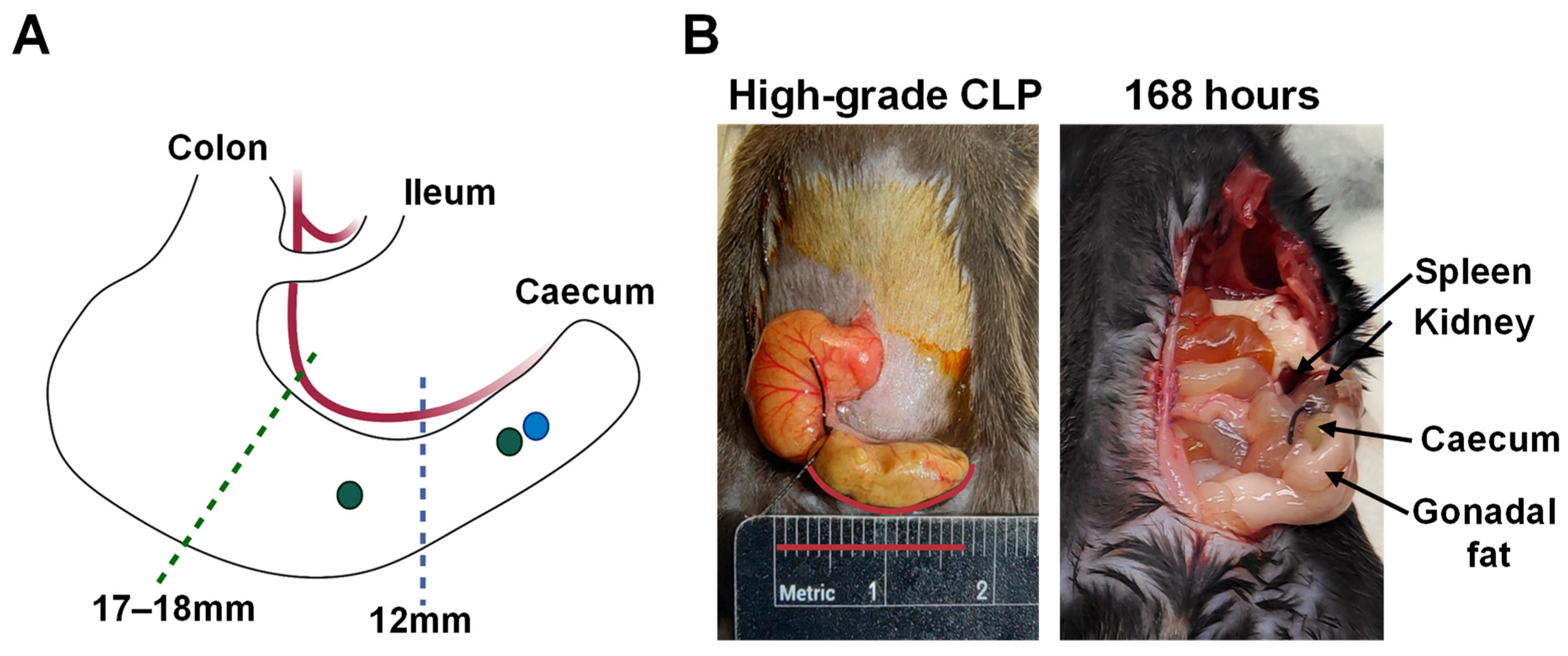 Ijms 26 09954 g009 Ijms 26 09954 g009