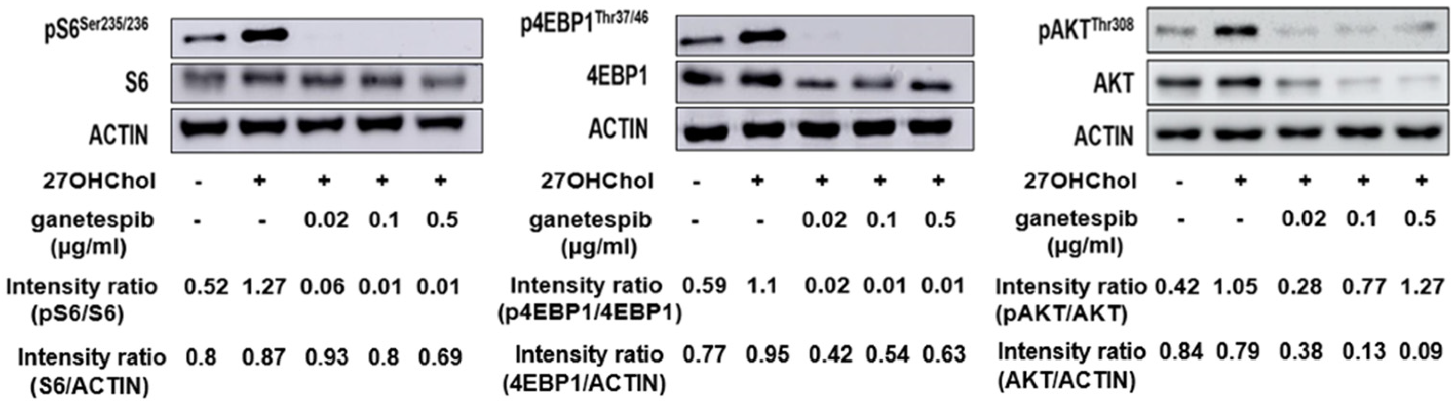 Ijms 26 09963 g005 Ijms 26 09963 g005