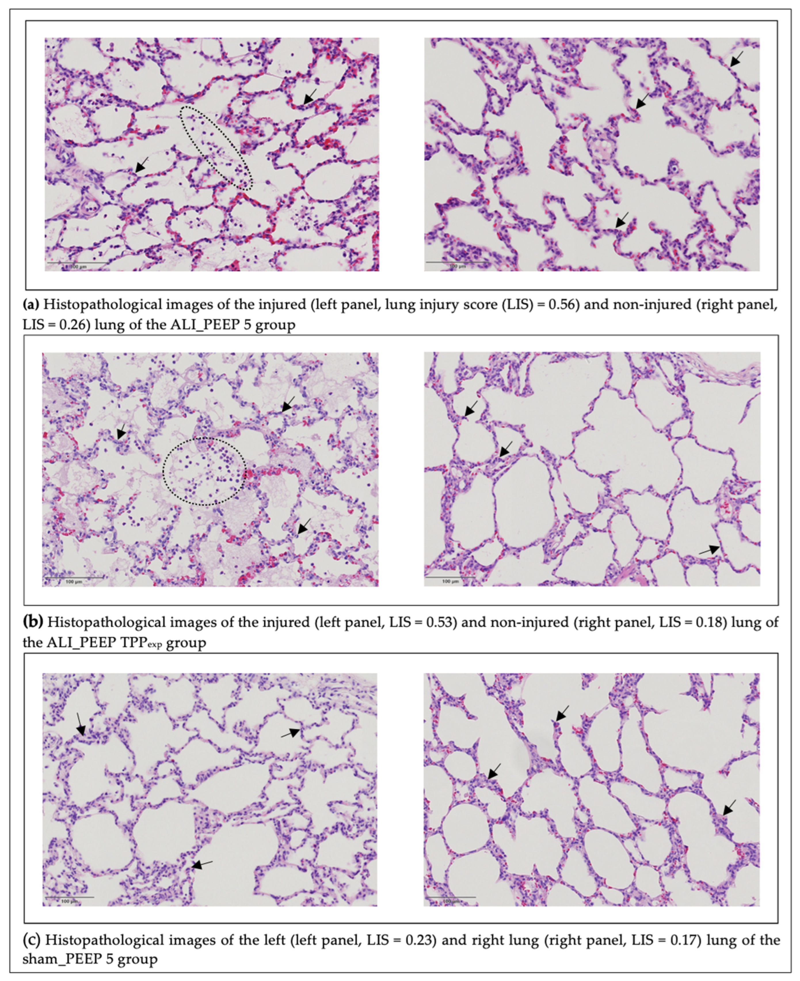 Ijms 26 09985 g006 Ijms 26 09985 g006