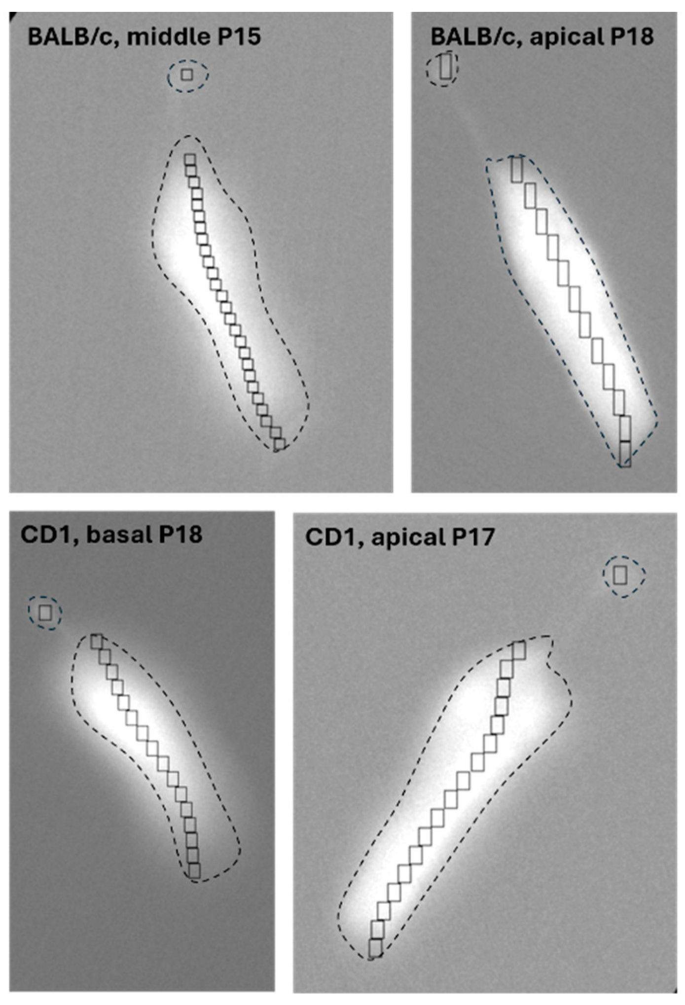 Ijms 26 09987 g002 Ijms 26 09987 g002
