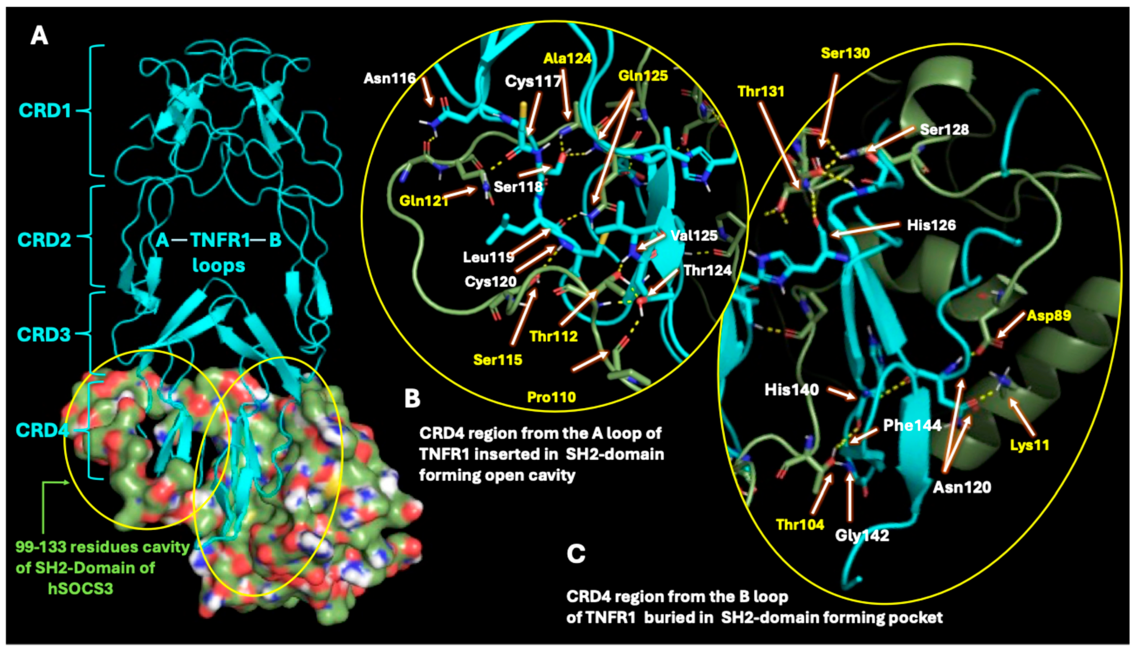 Ijms 26 10027 g003 Ijms 26 10027 g003