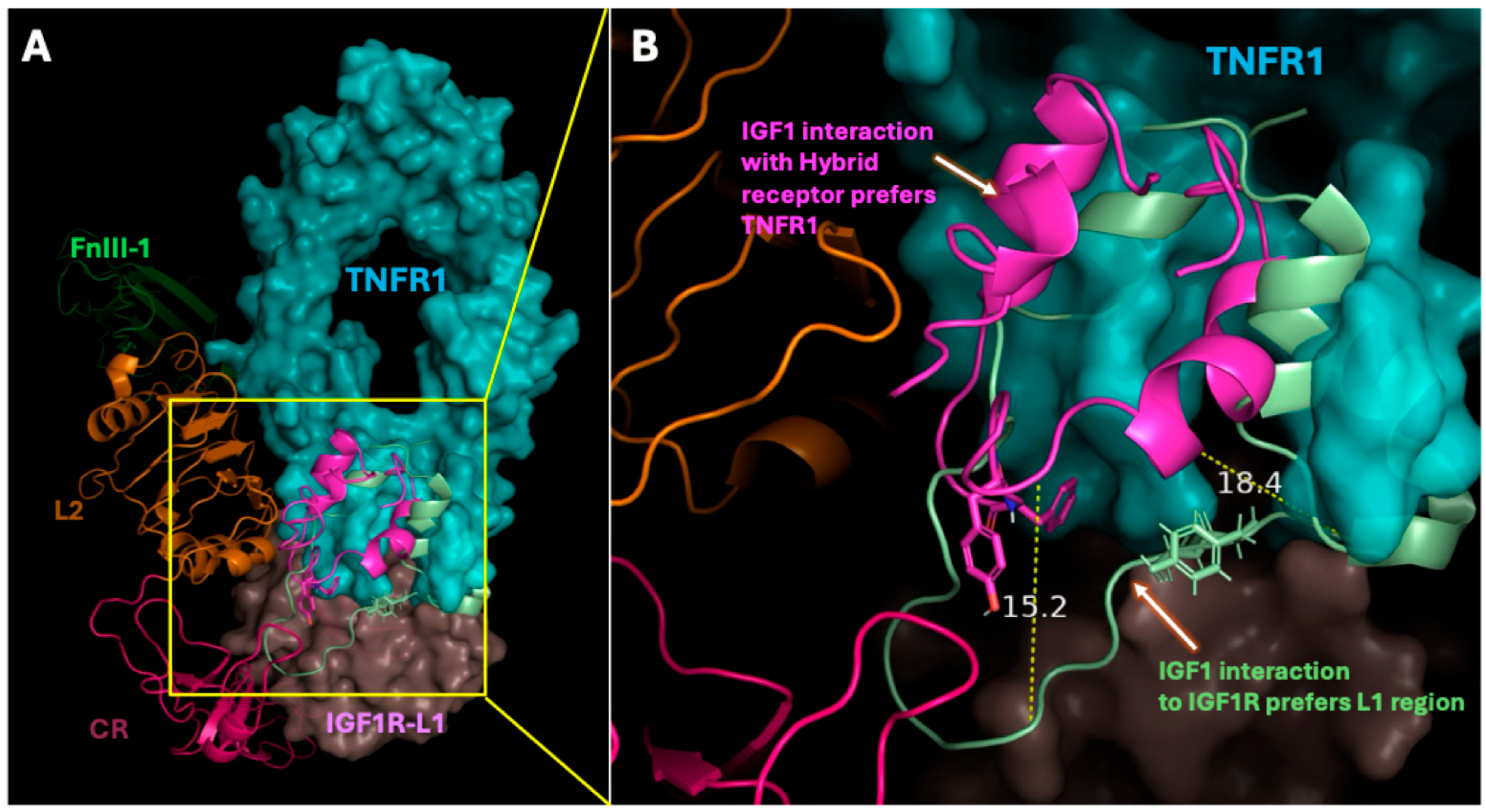 Ijms 26 10027 g006 Ijms 26 10027 g006