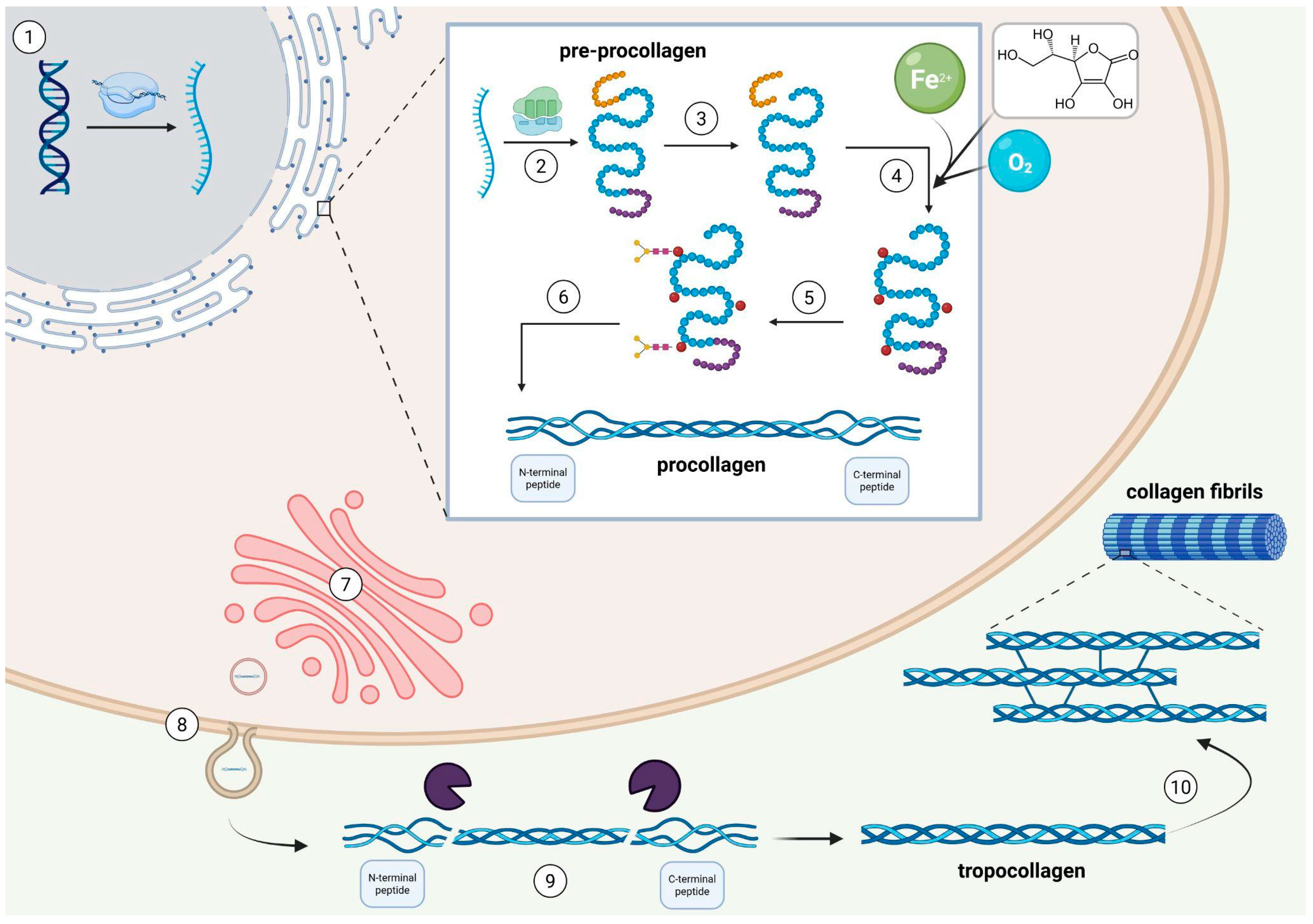 Ijms 26 10028 g001 Ijms 26 10028 g001