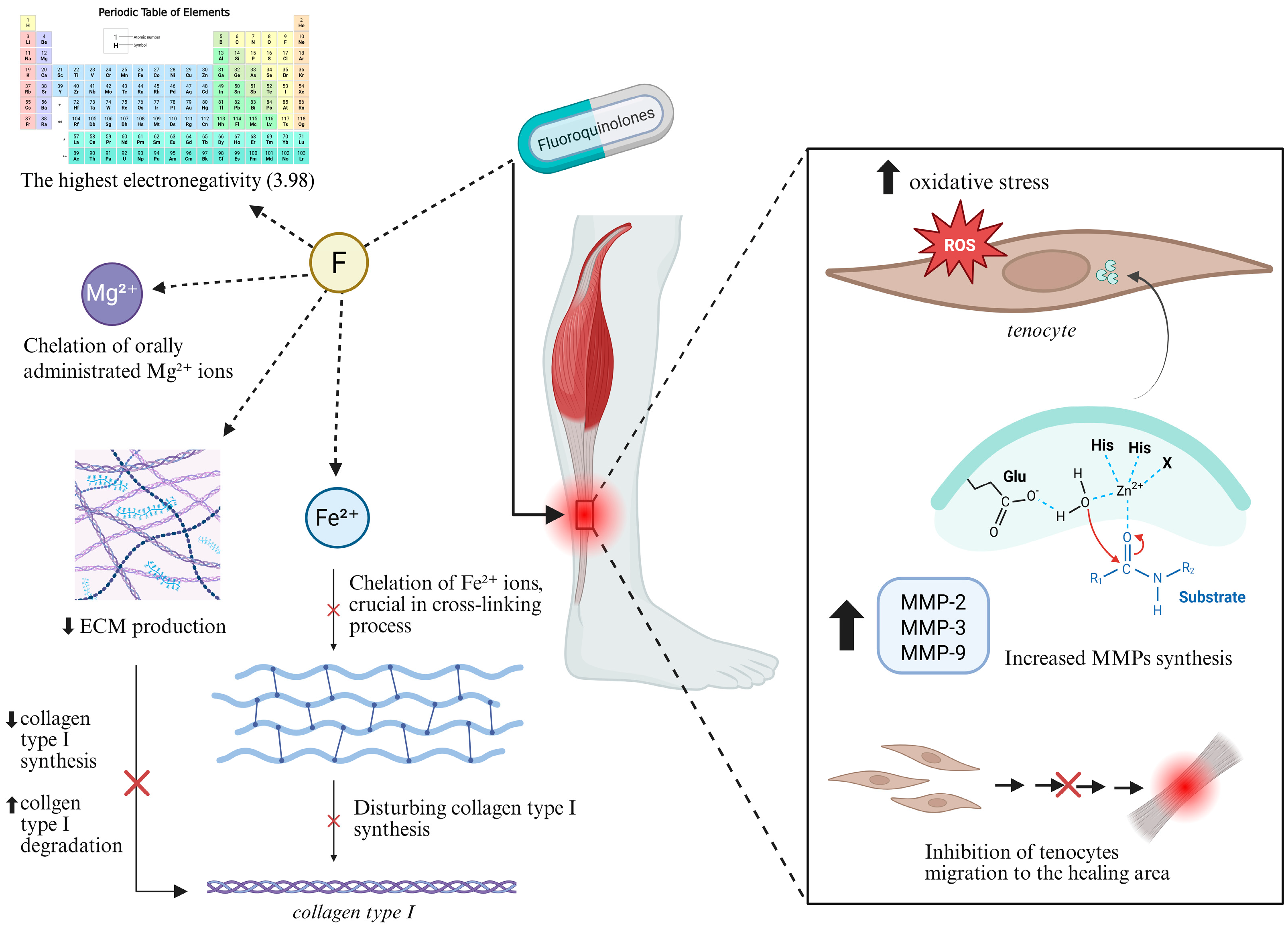 Ijms 26 10028 g004 Ijms 26 10028 g004