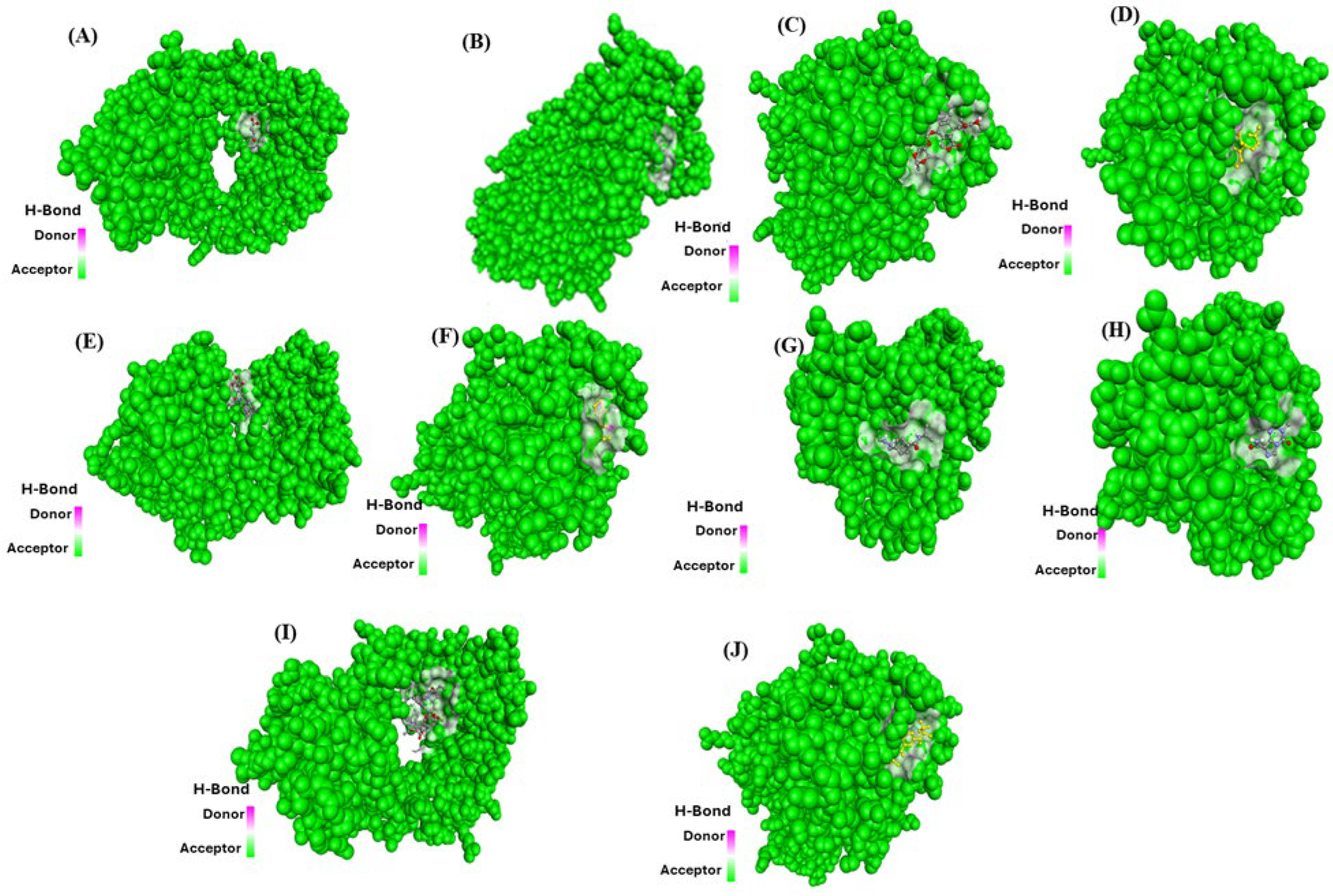Ijms 26 10038 g006 Ijms 26 10038 g006