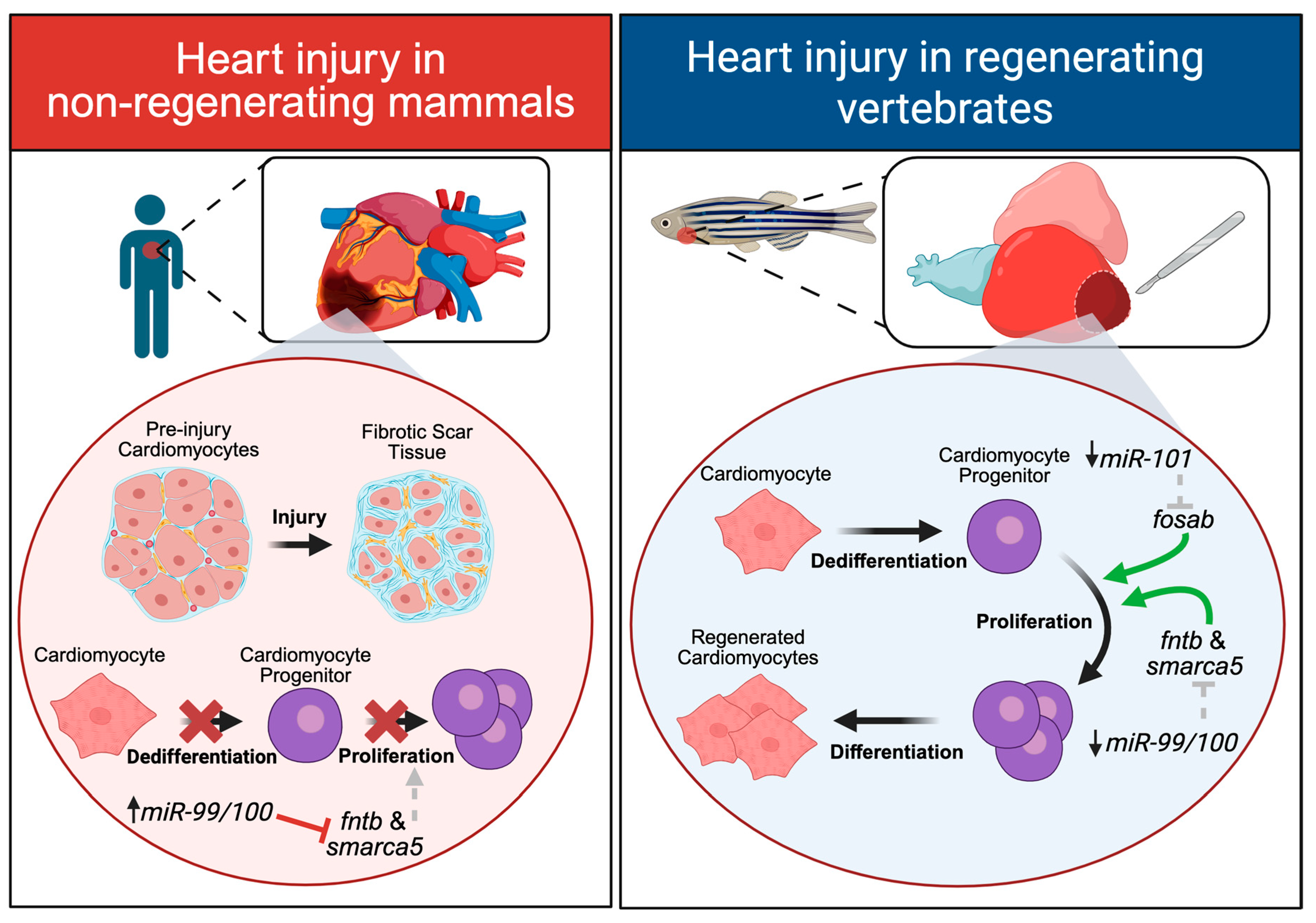 Ijms 26 10043 g002 Ijms 26 10043 g002