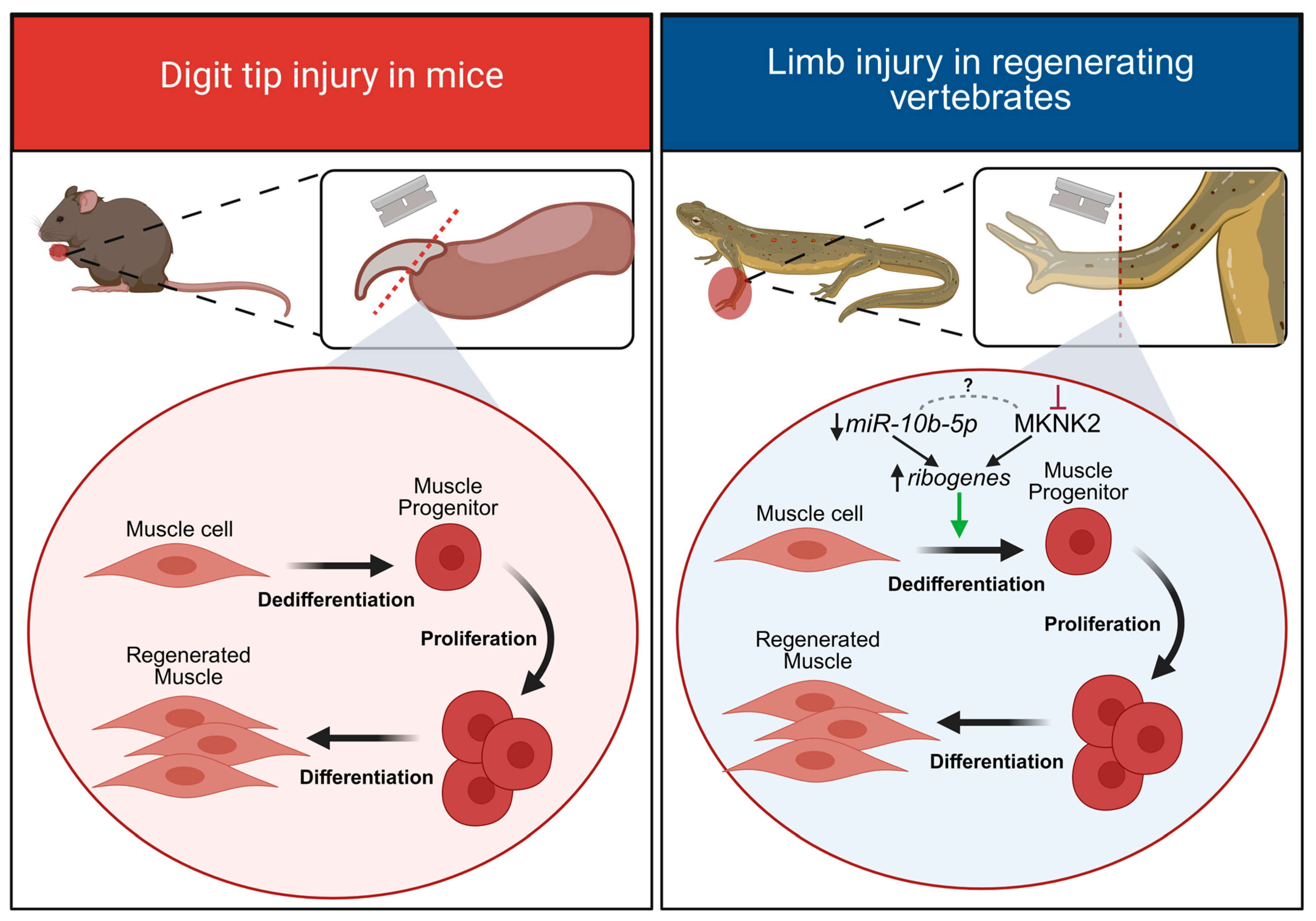 Ijms 26 10043 g003 Ijms 26 10043 g003