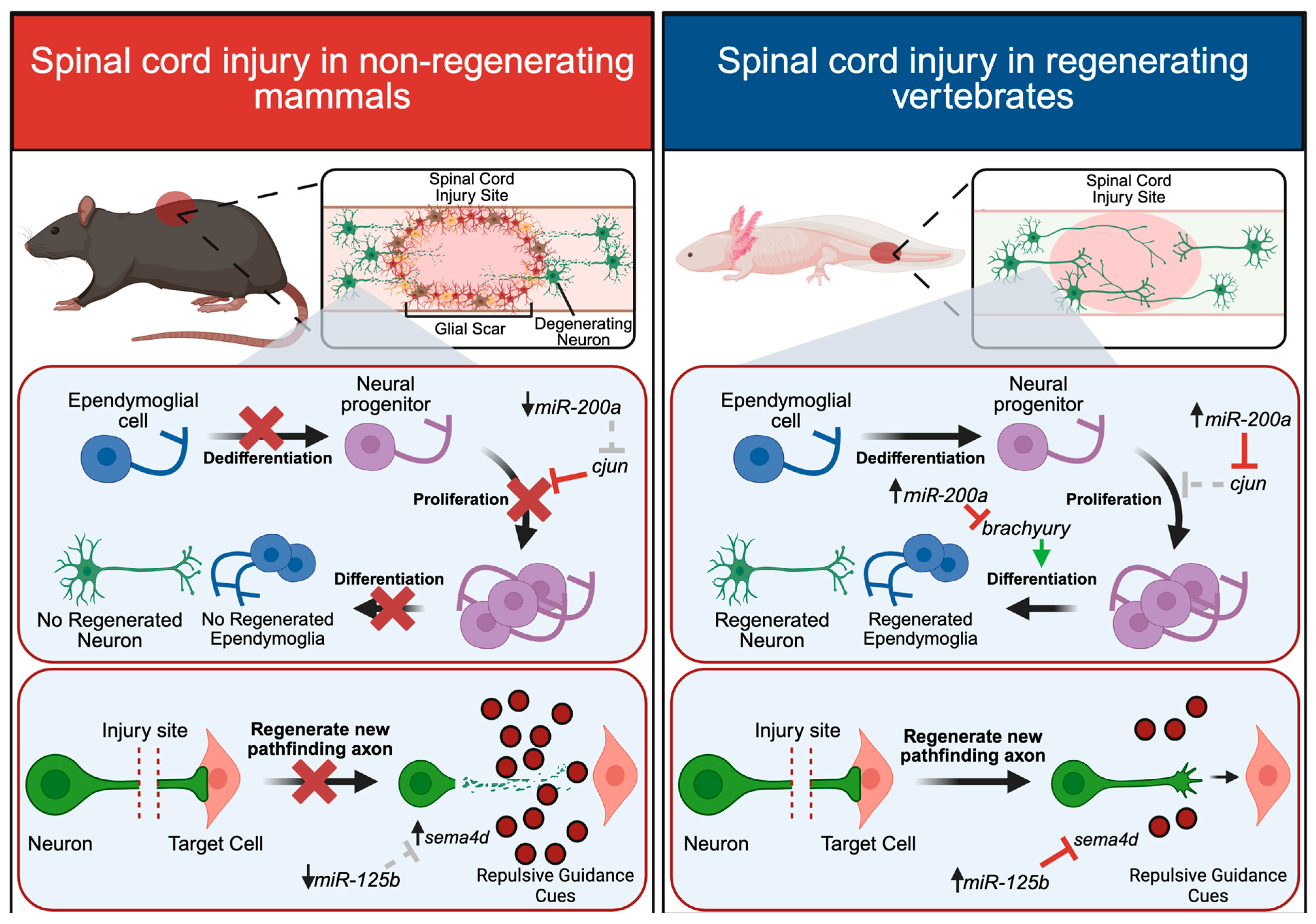 Ijms 26 10043 g004 Ijms 26 10043 g004