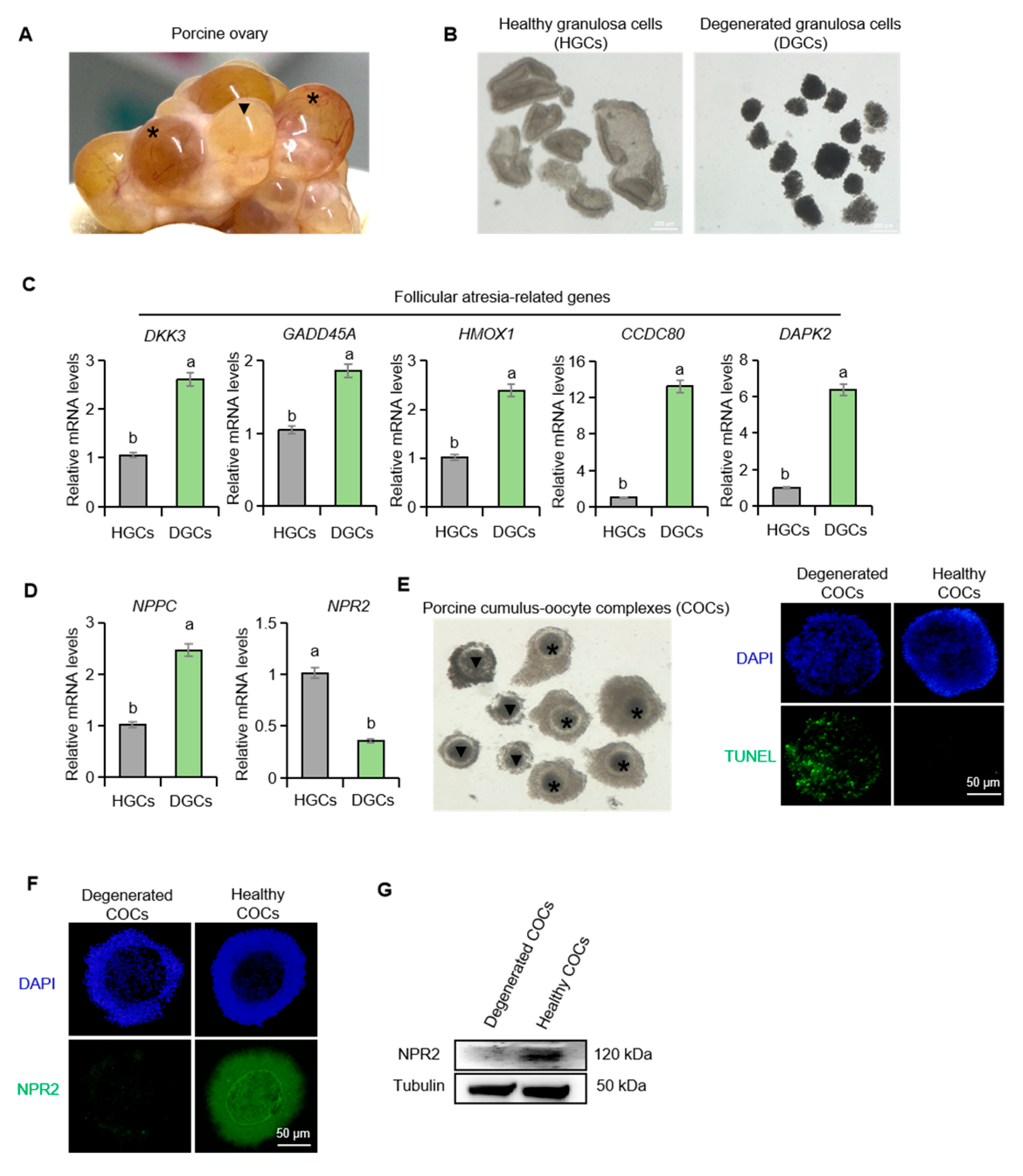 Ijms 26 10046 g001 Ijms 26 10046 g001