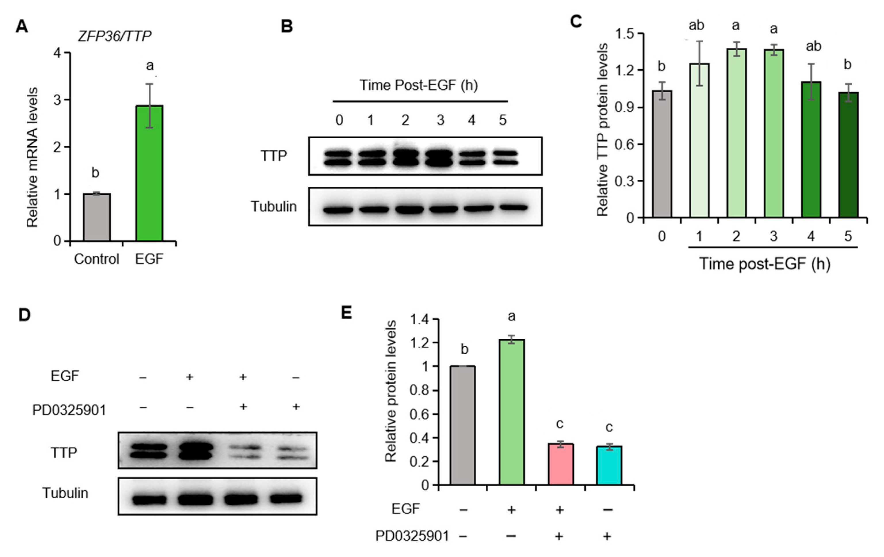 Ijms 26 10046 g005 Ijms 26 10046 g005