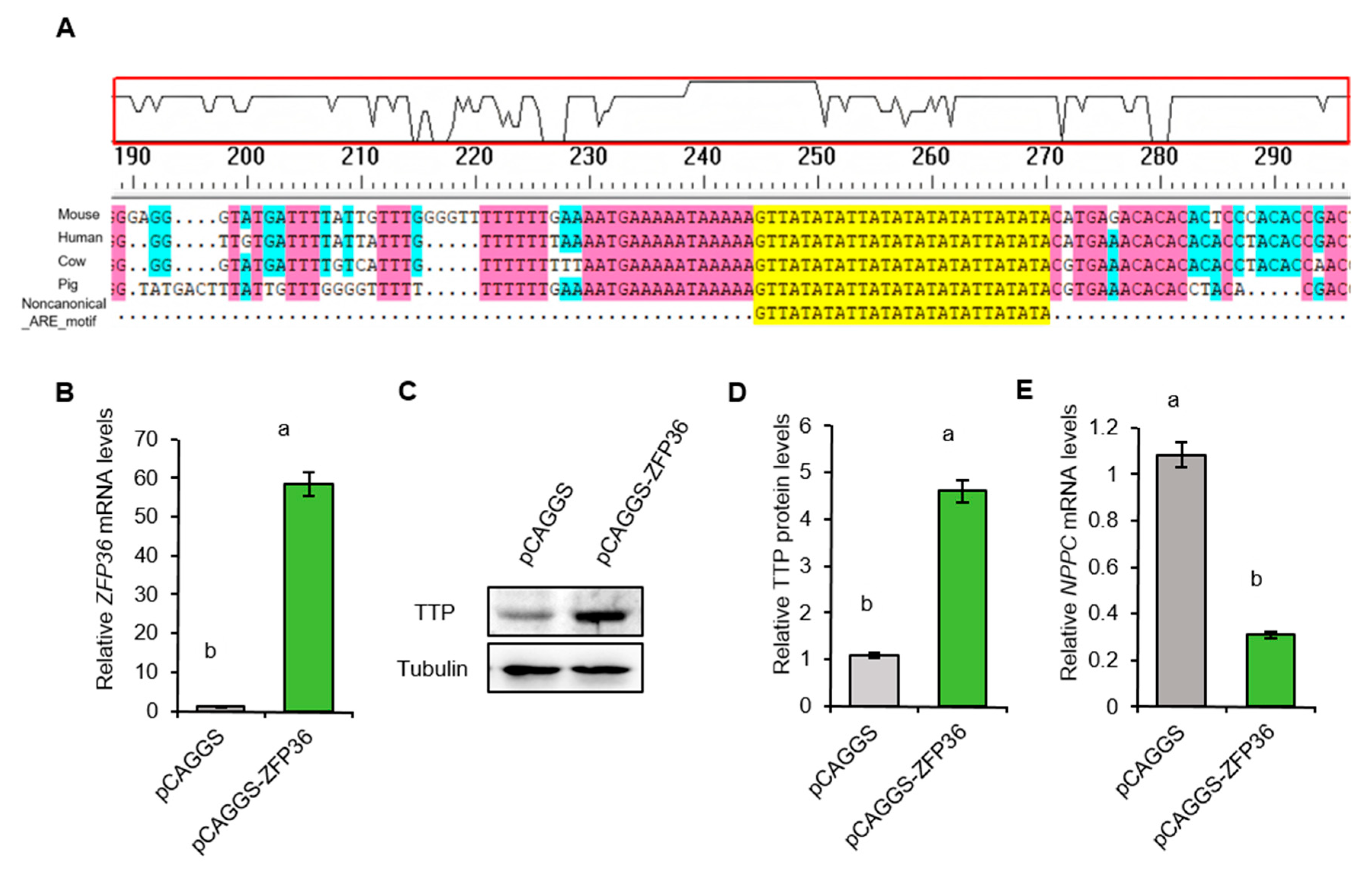 Ijms 26 10046 g006 Ijms 26 10046 g006