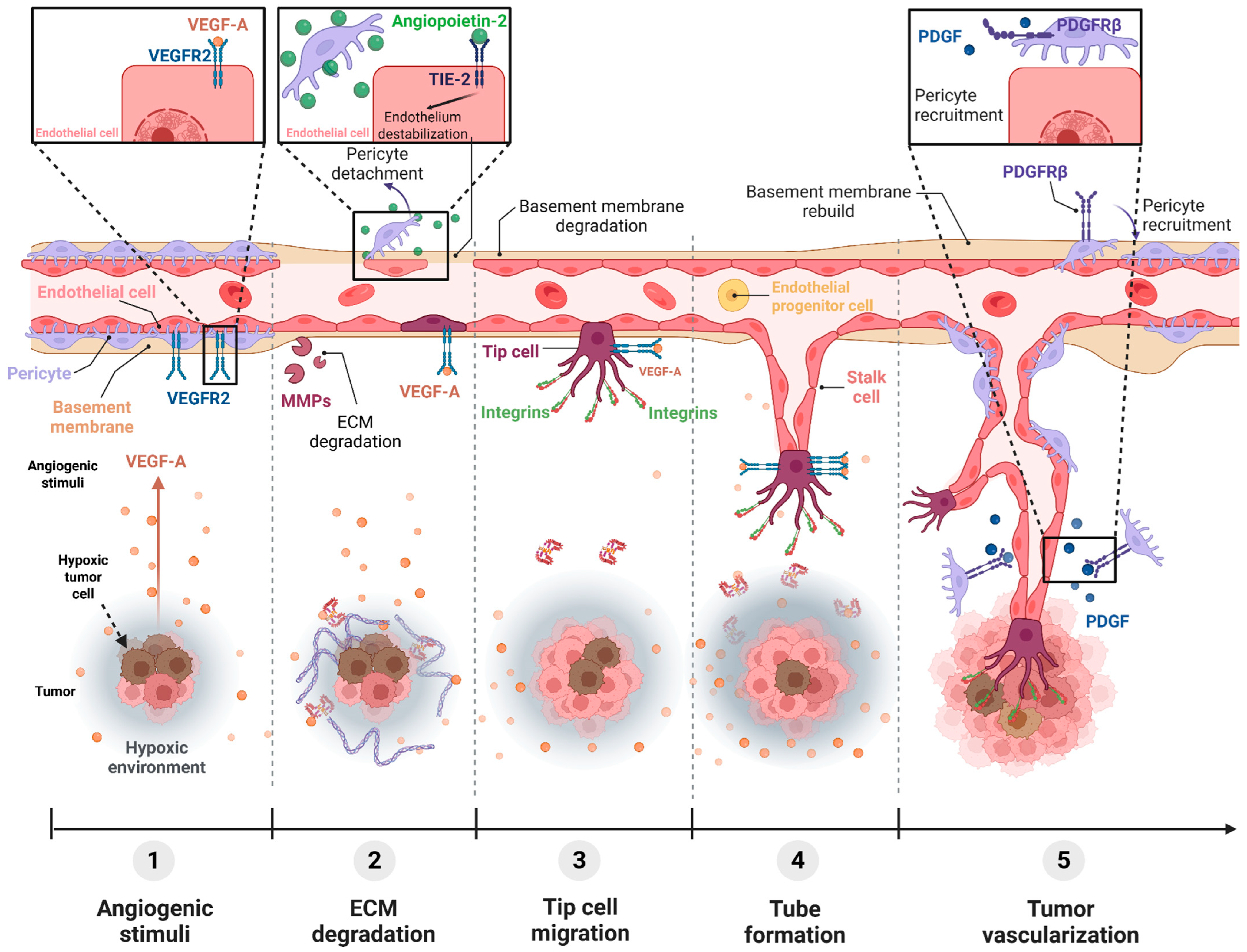 Ijms 26 10085 g001 Ijms 26 10085 g001