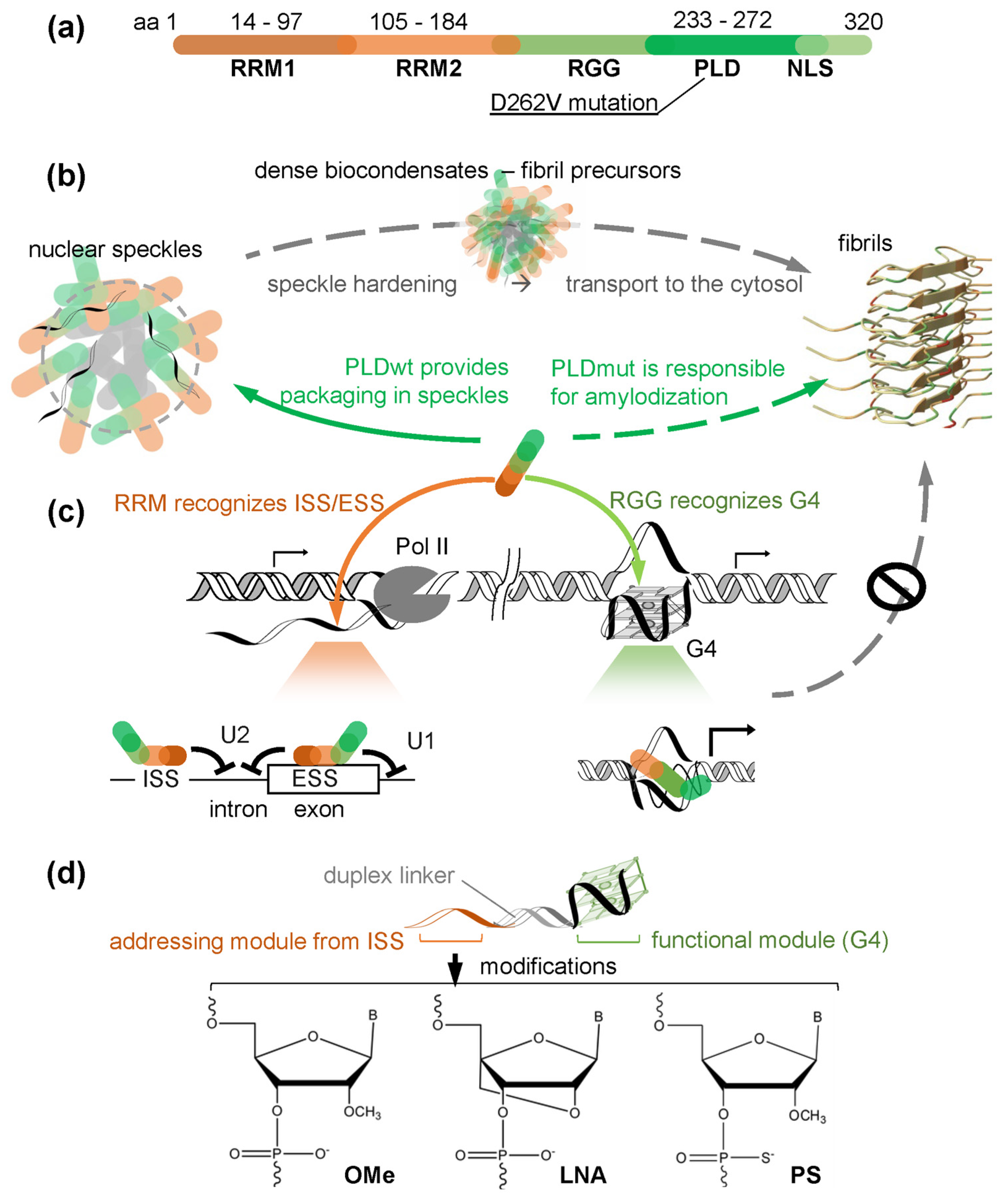 Ijms 26 10104 g001 Ijms 26 10104 g001