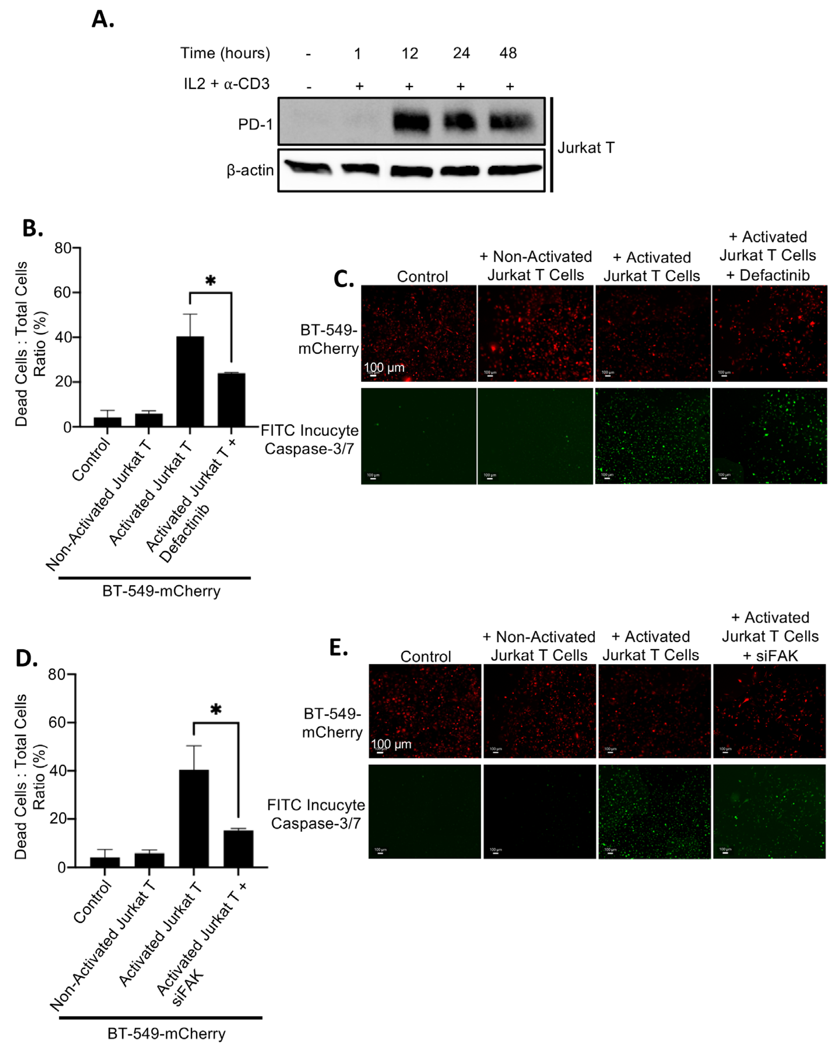 Ijms 26 10108 g007 Ijms 26 10108 g007