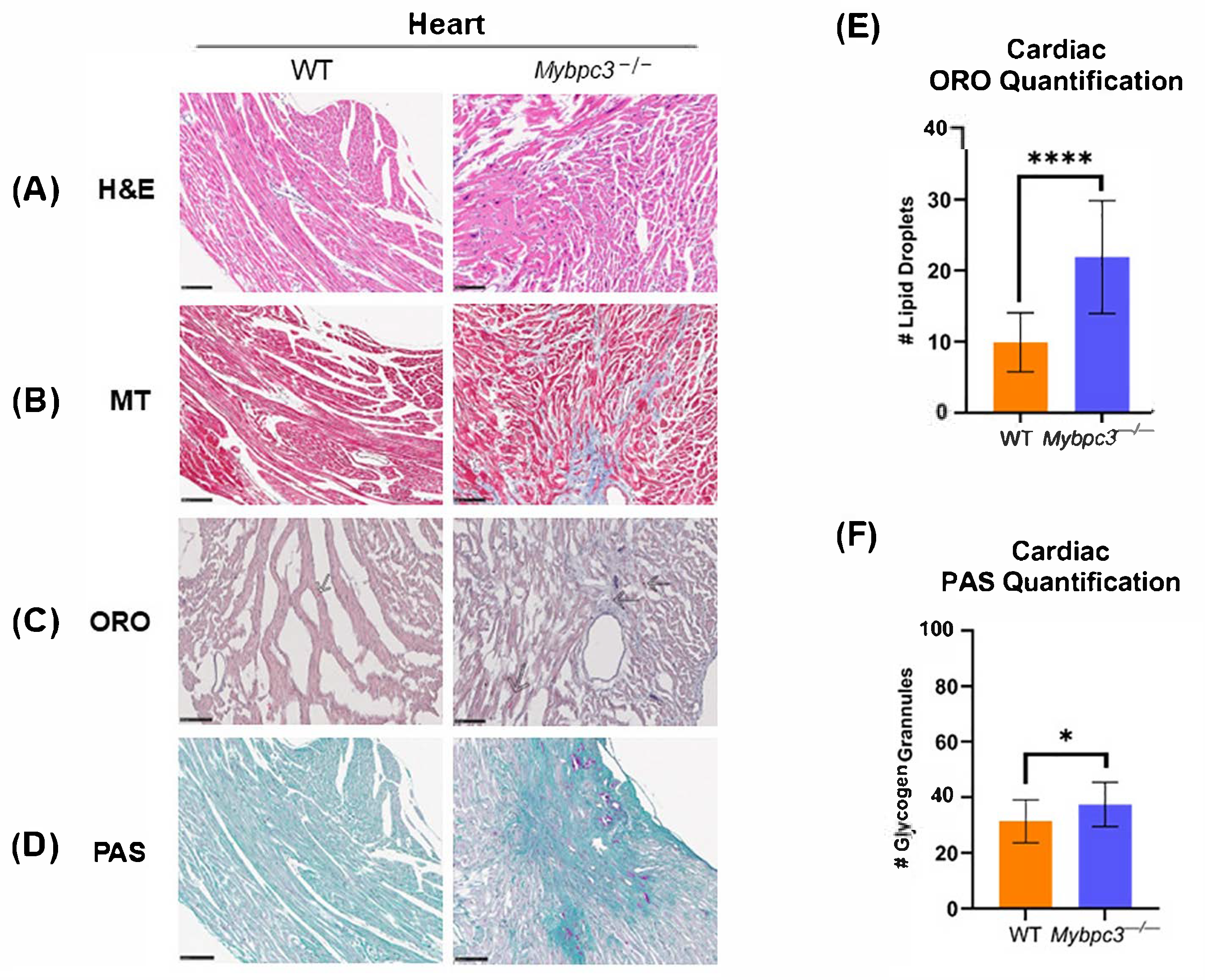 Ijms 26 10111 g003 Ijms 26 10111 g003