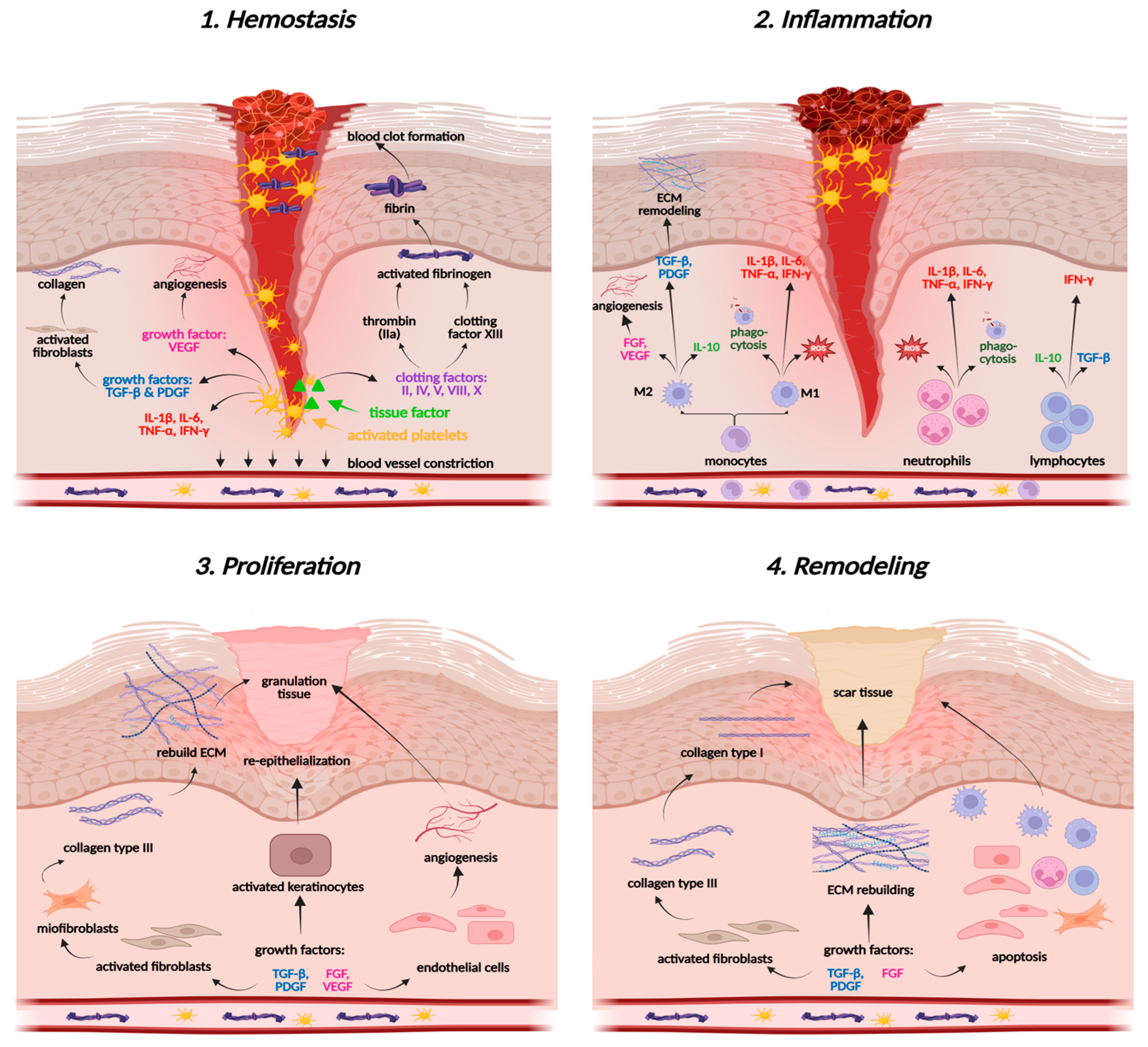 Ijms 26 10116 g003 Ijms 26 10116 g003