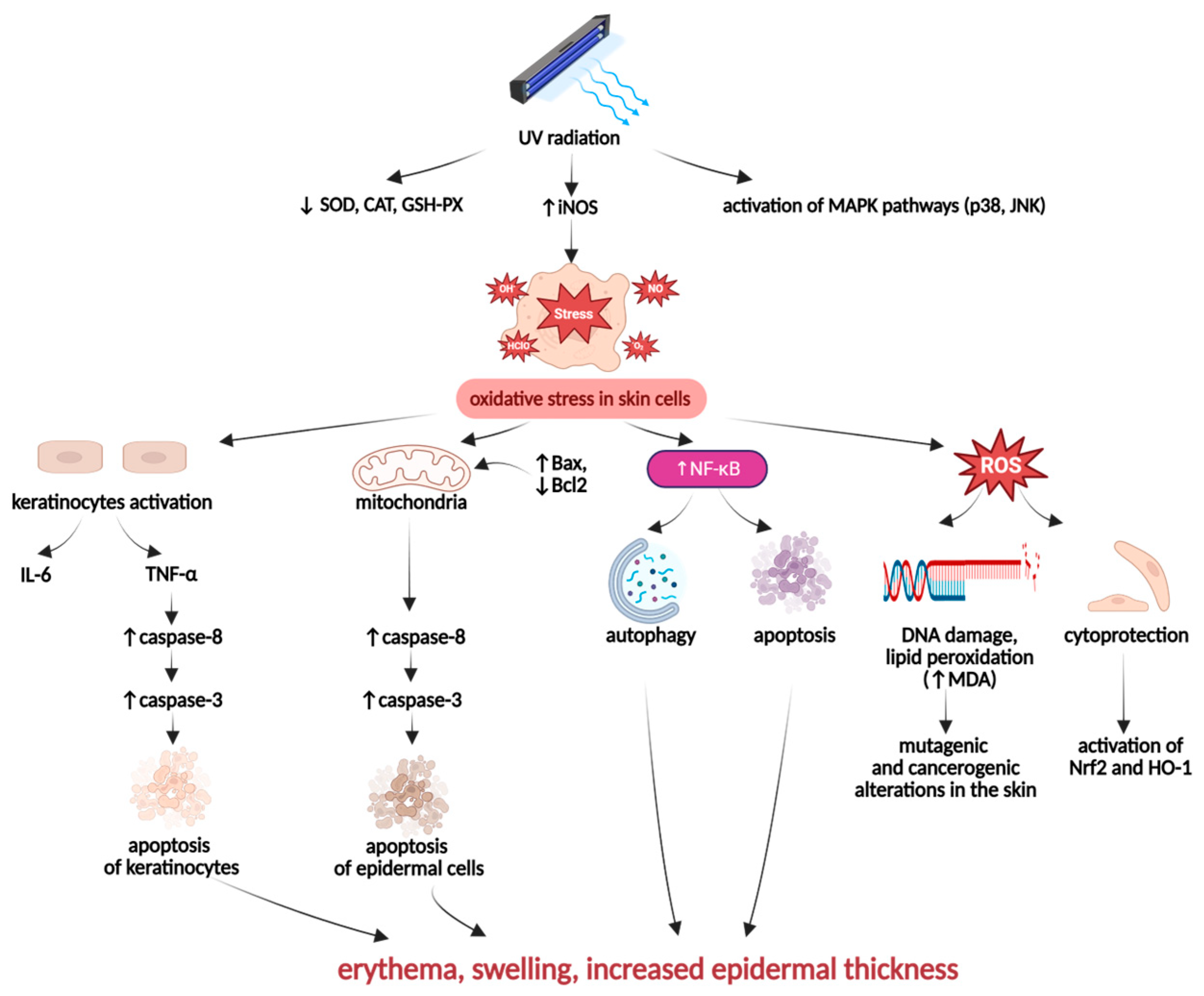 Ijms 26 10116 g006 Ijms 26 10116 g006