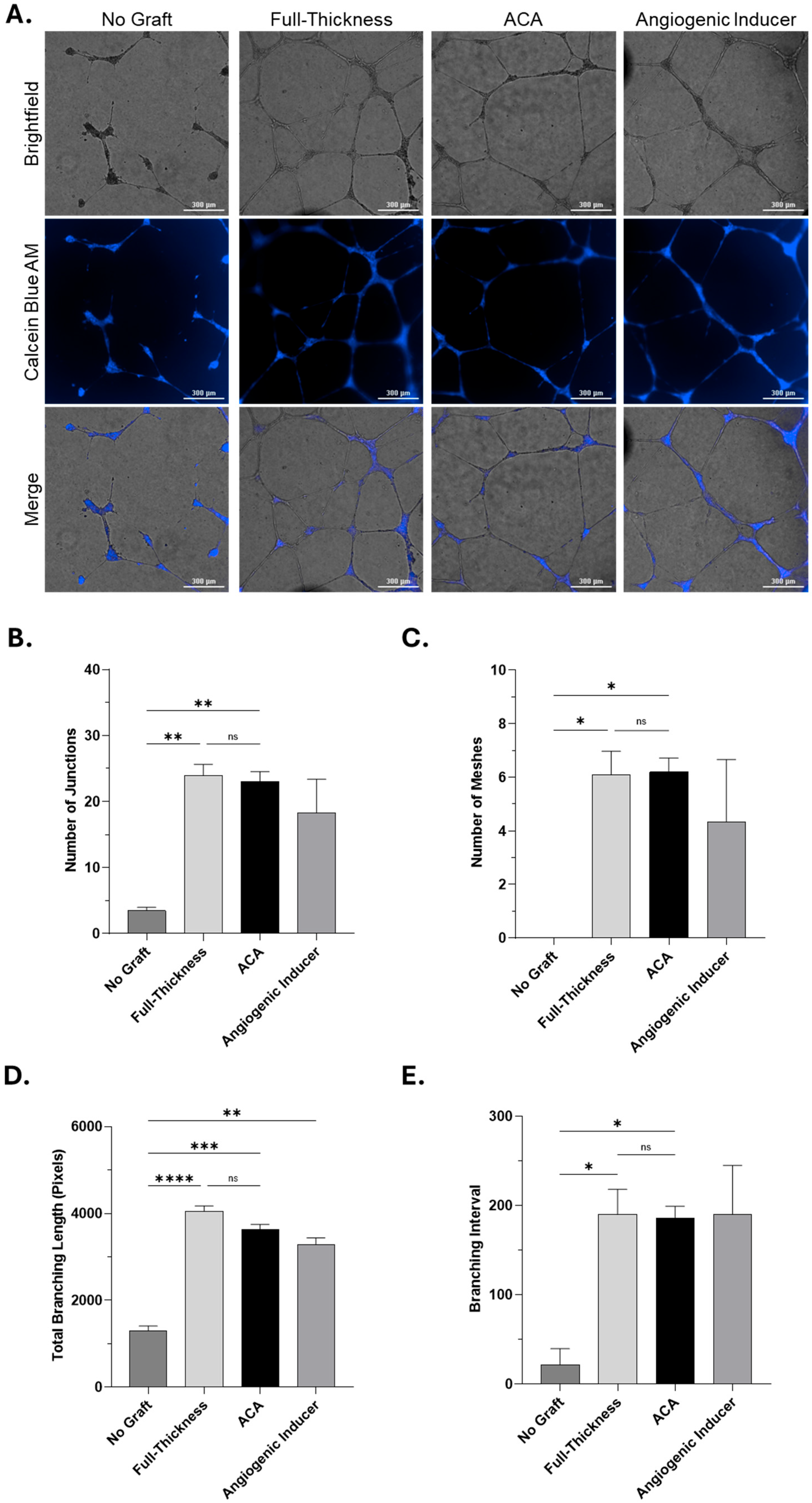 Ijms 26 10121 g005 Ijms 26 10121 g005