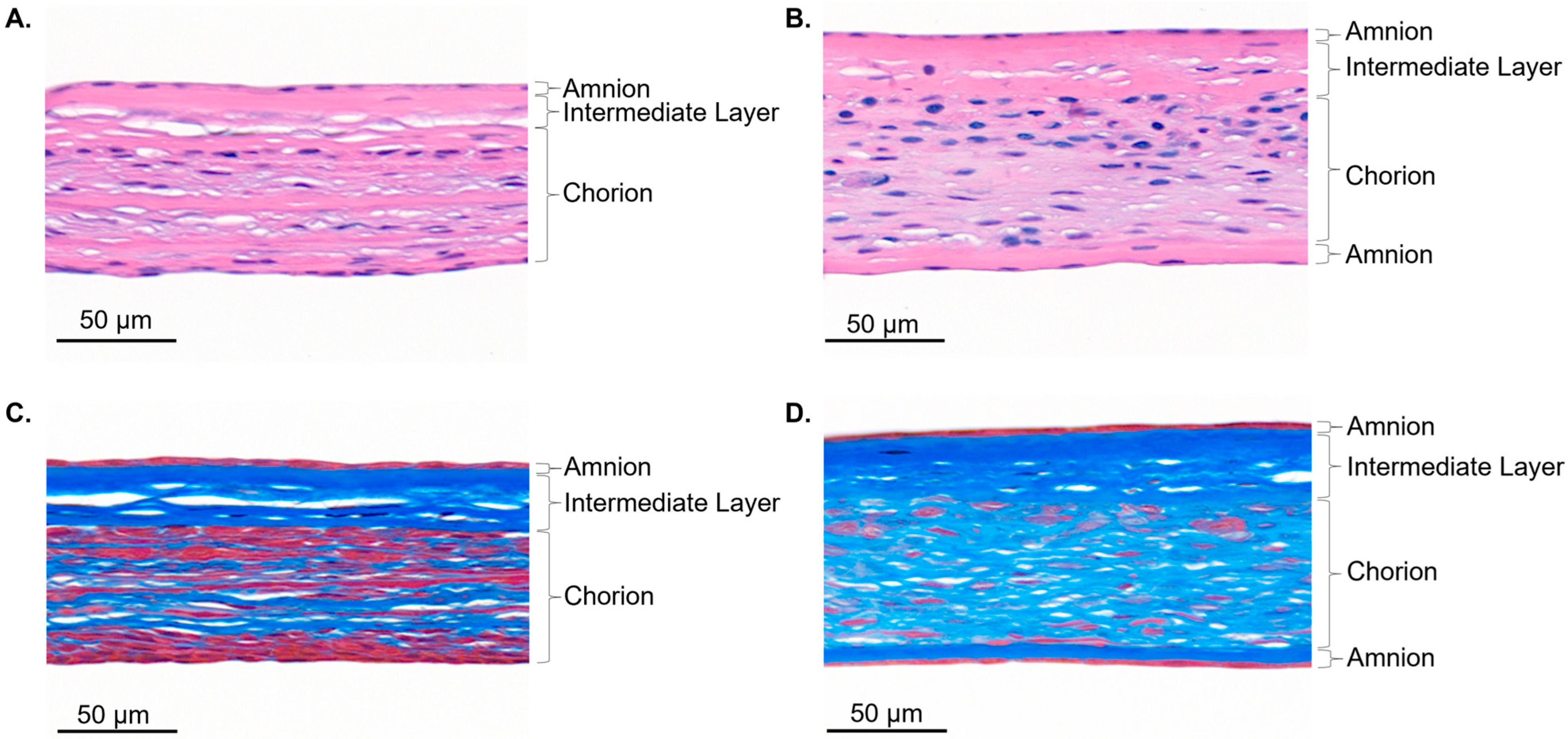 Ijms 26 10121 g0a1 Ijms 26 10121 g0a1
