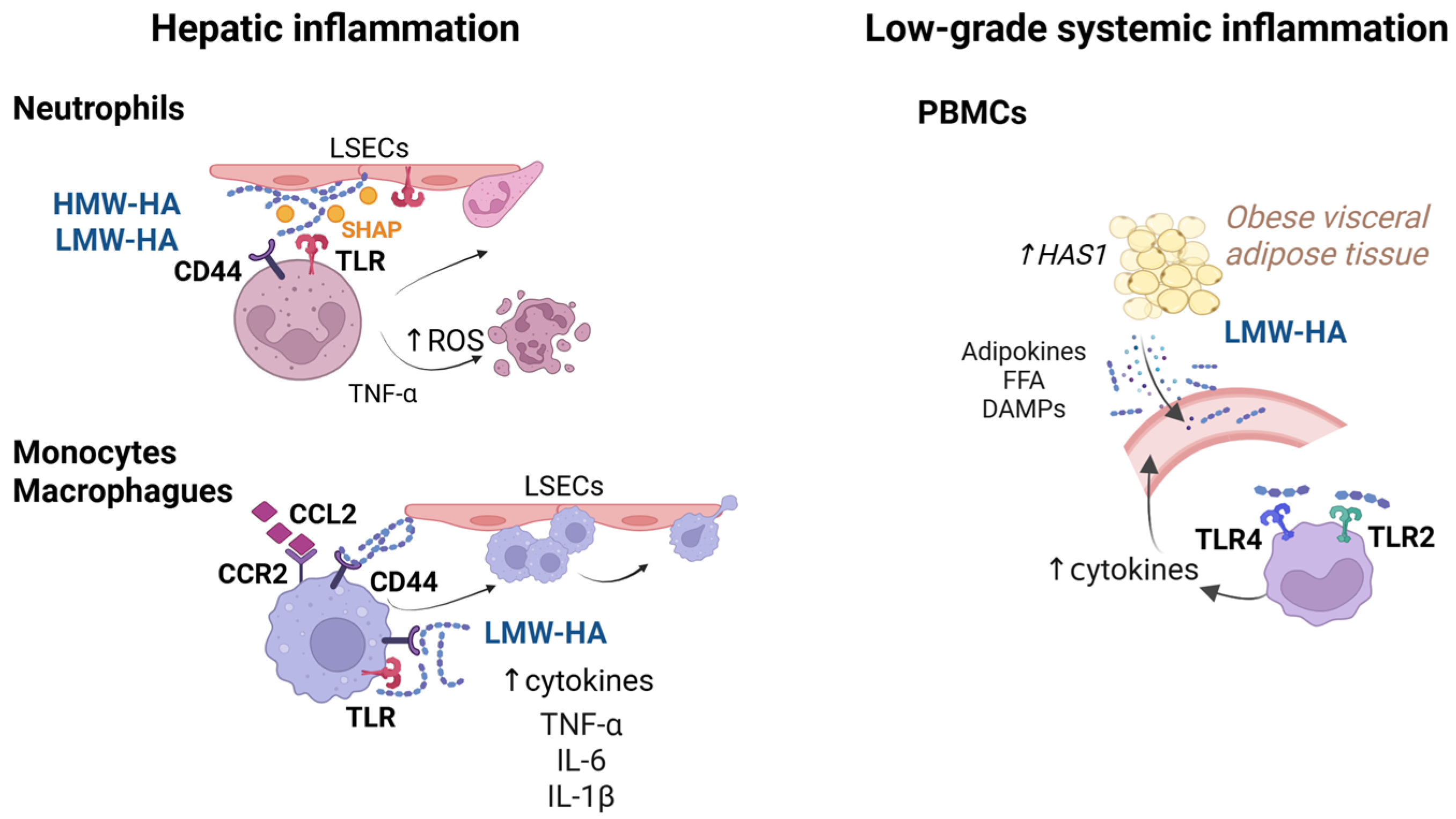 Ijms 26 10139 g001 Ijms 26 10139 g001