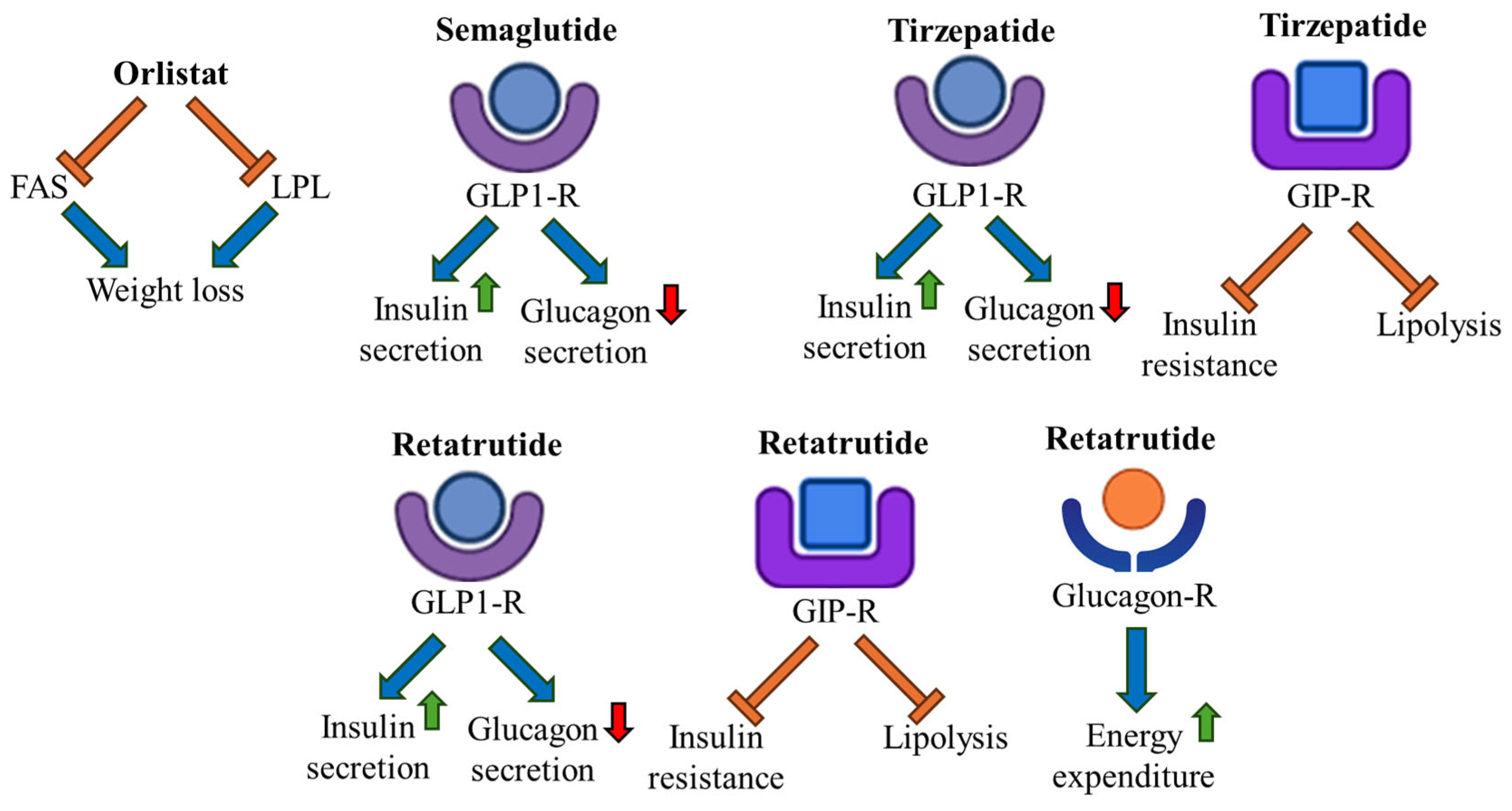 Ijms 26 10142 g005 Ijms 26 10142 g005