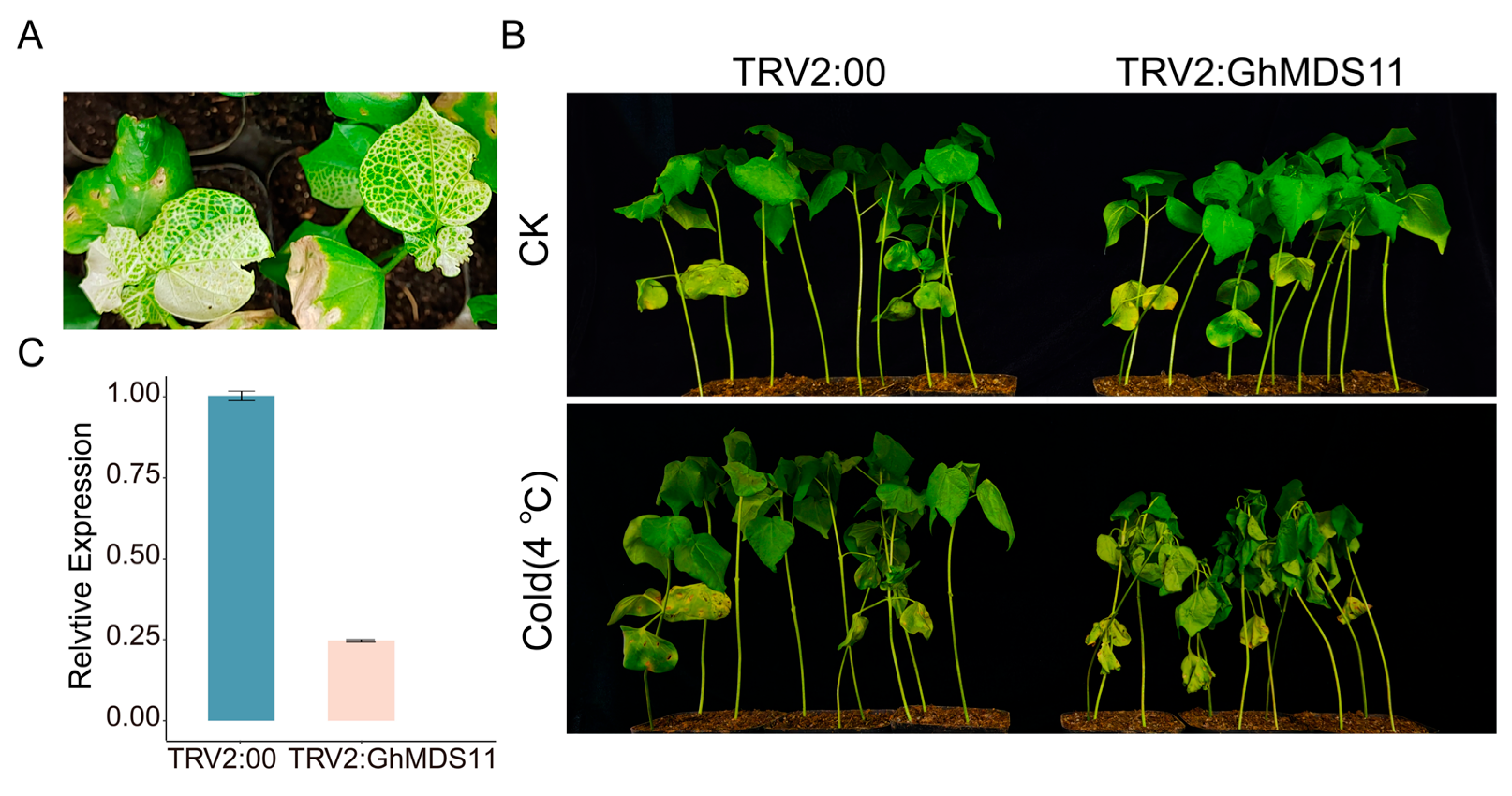 Ijms 26 10144 g007 Ijms 26 10144 g007