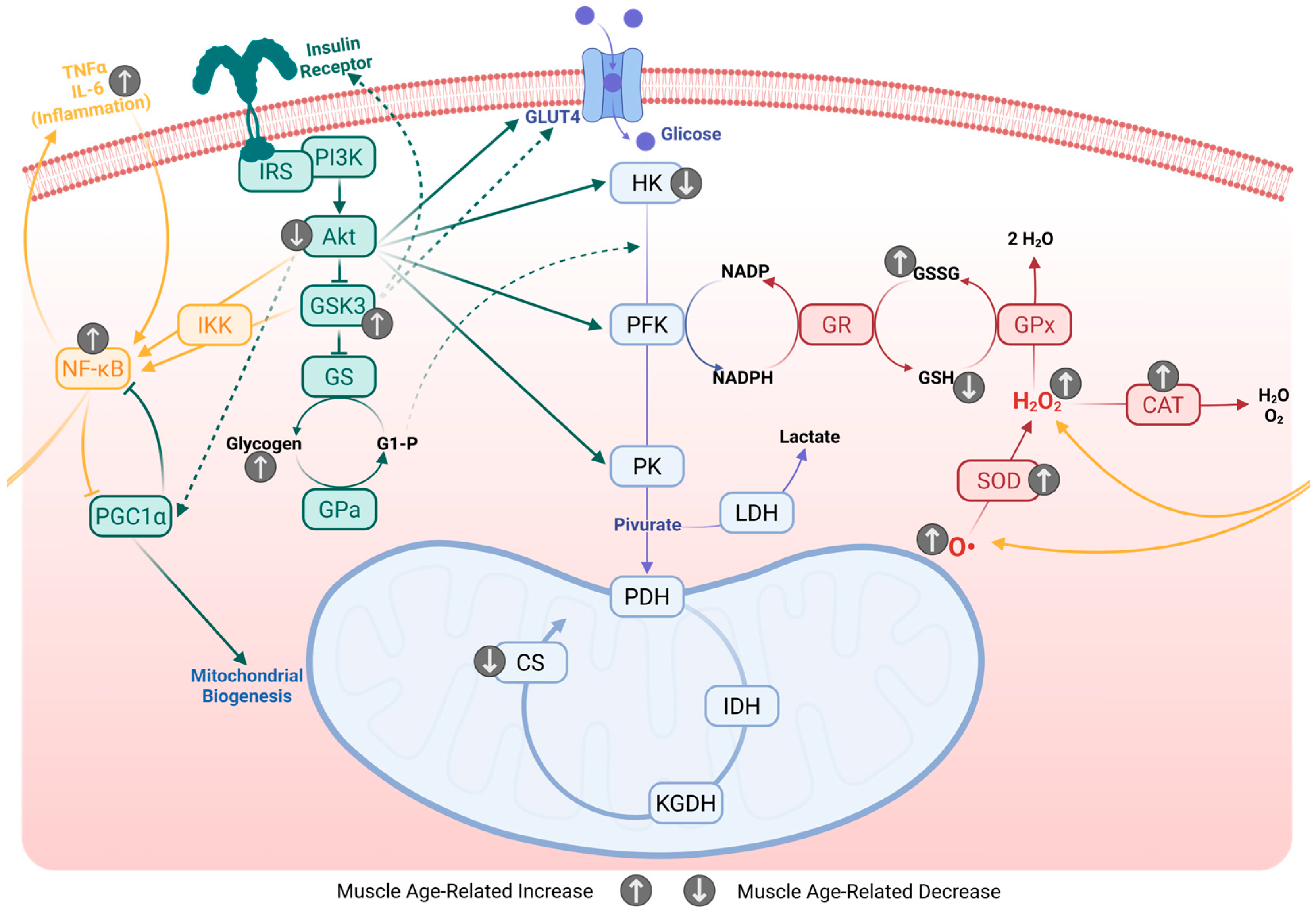Ijms 26 10145 g004 Ijms 26 10145 g004