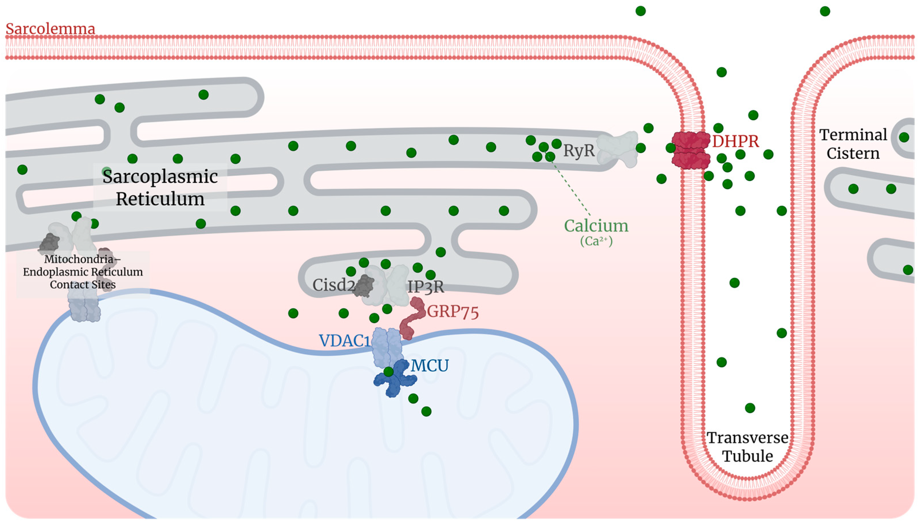 Ijms 26 10145 g005 Ijms 26 10145 g005