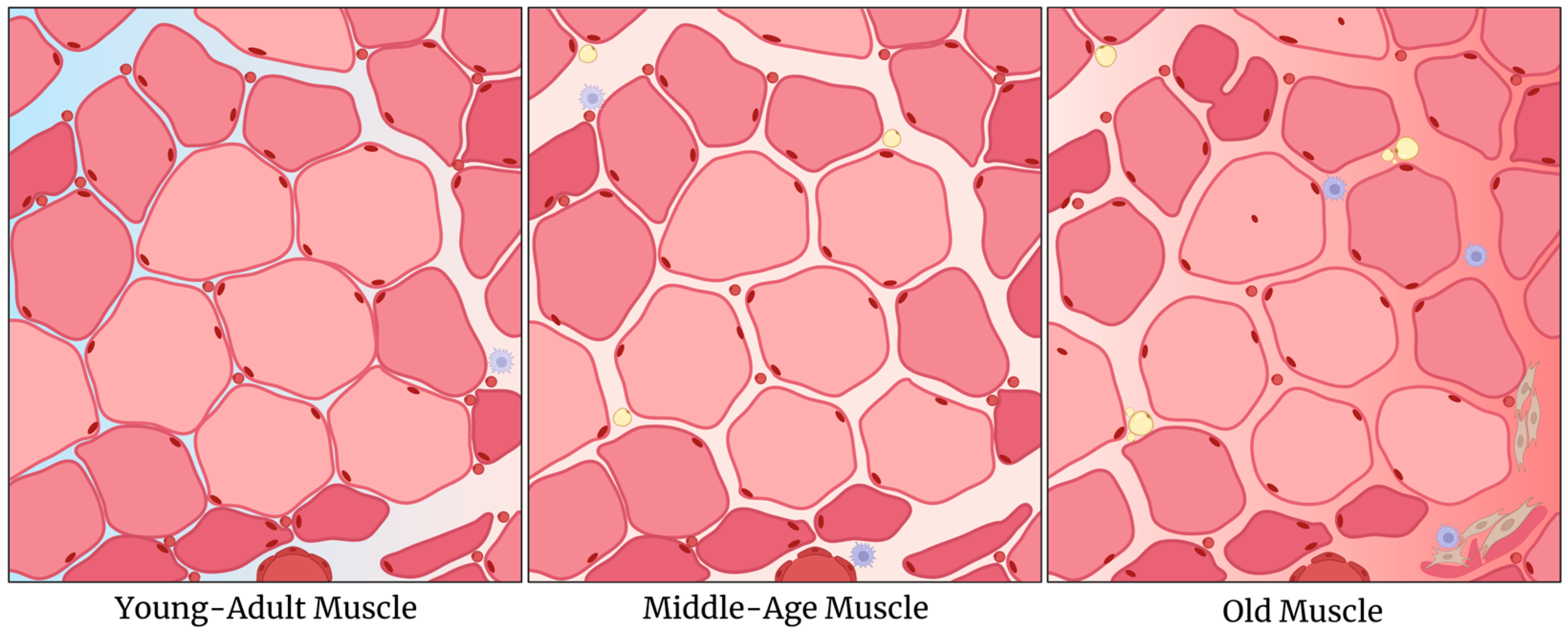 Ijms 26 10145 g006 Ijms 26 10145 g006