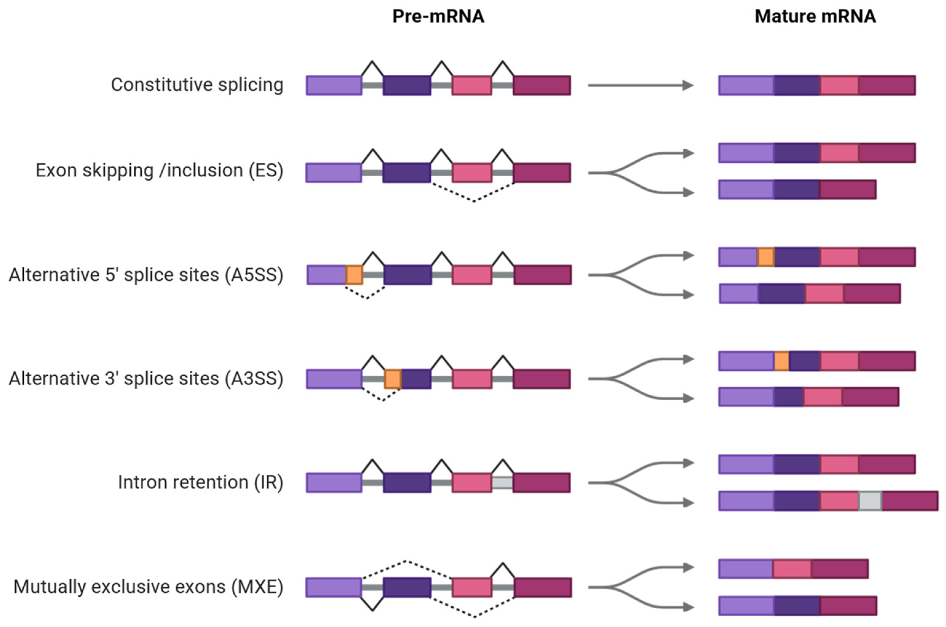Ijms 26 10146 g001 Ijms 26 10146 g001