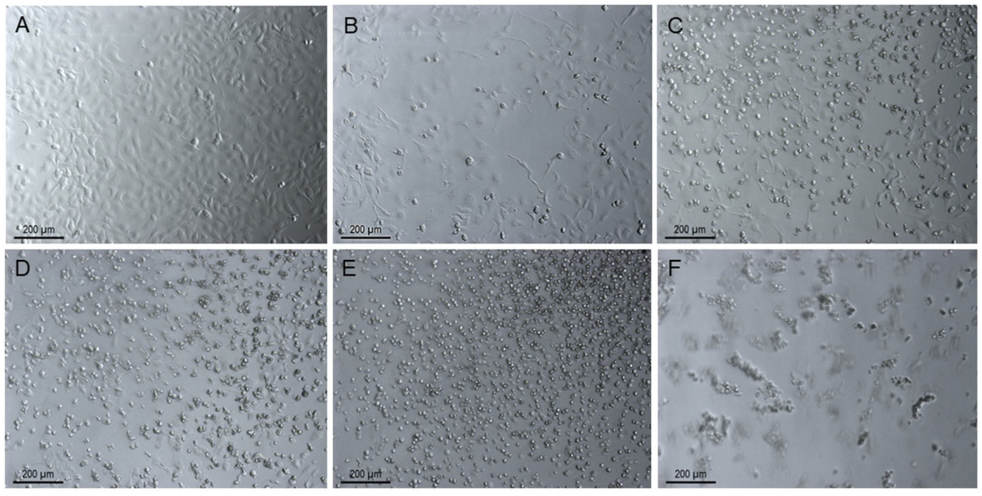 Ijms 26 10149 g005 Ijms 26 10149 g005