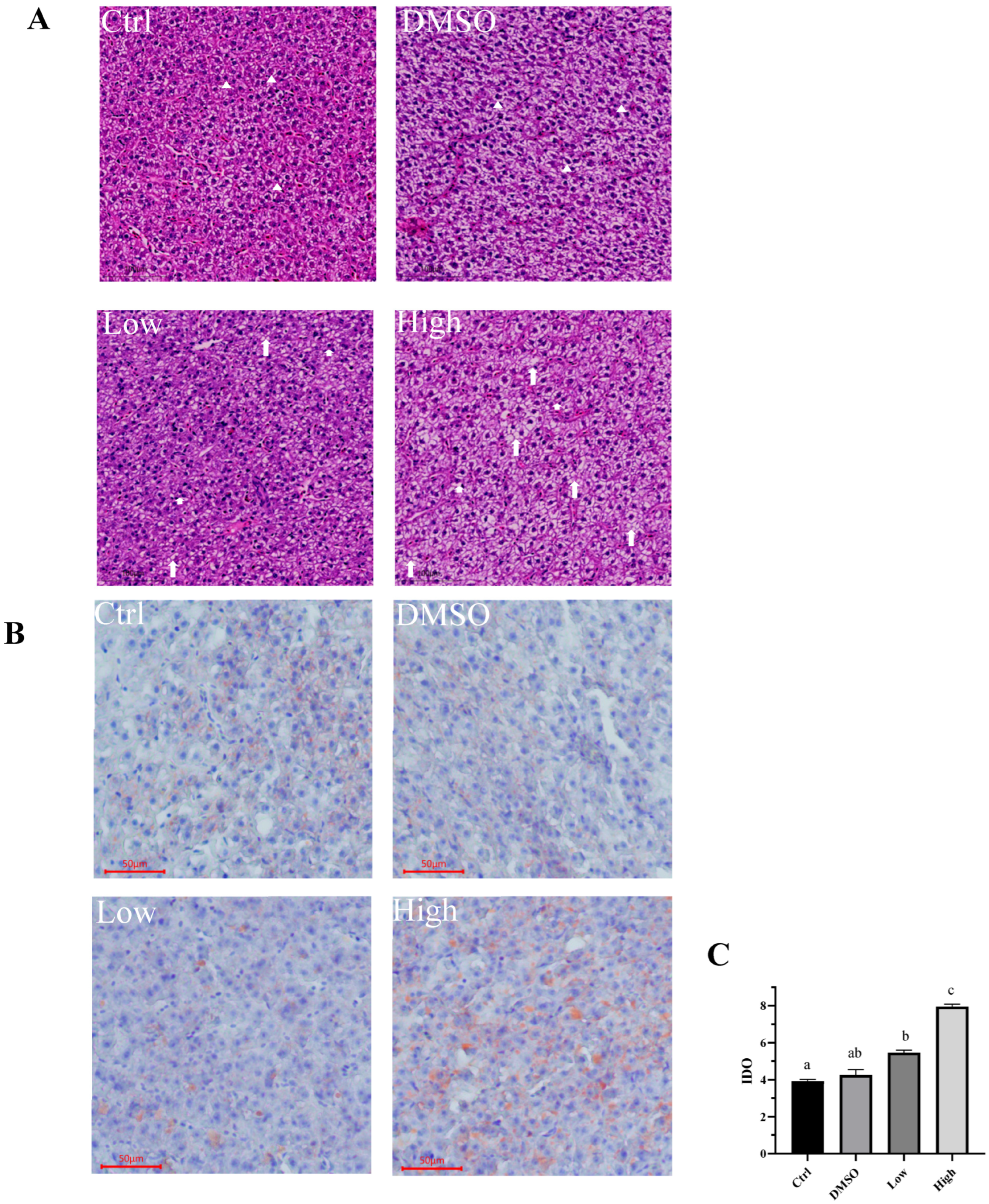 Ijms 26 10152 g002 Ijms 26 10152 g002